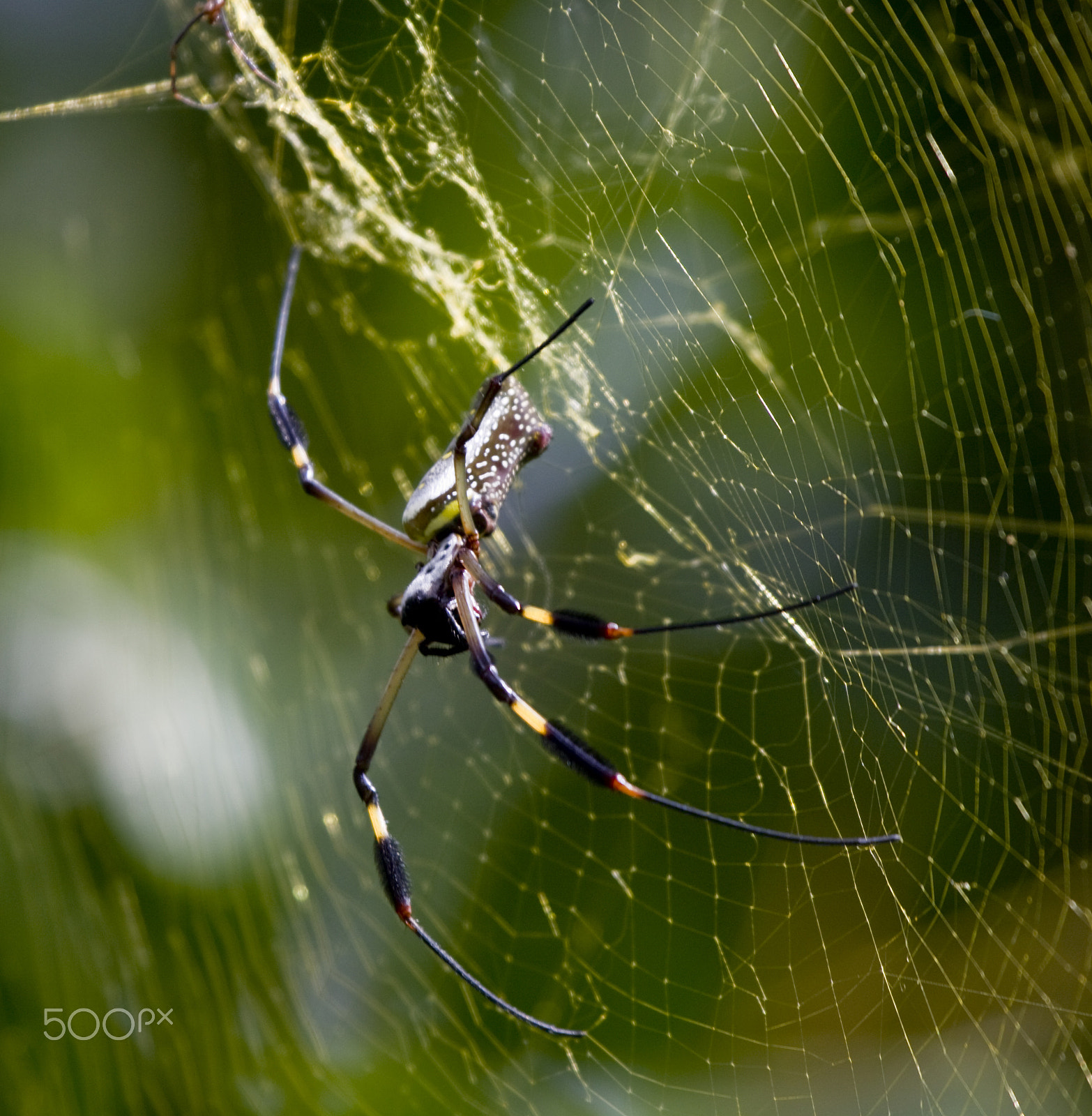 Canon EOS 50D + Canon EF 100-400mm F4.5-5.6L IS USM sample photo. Golden orb photography