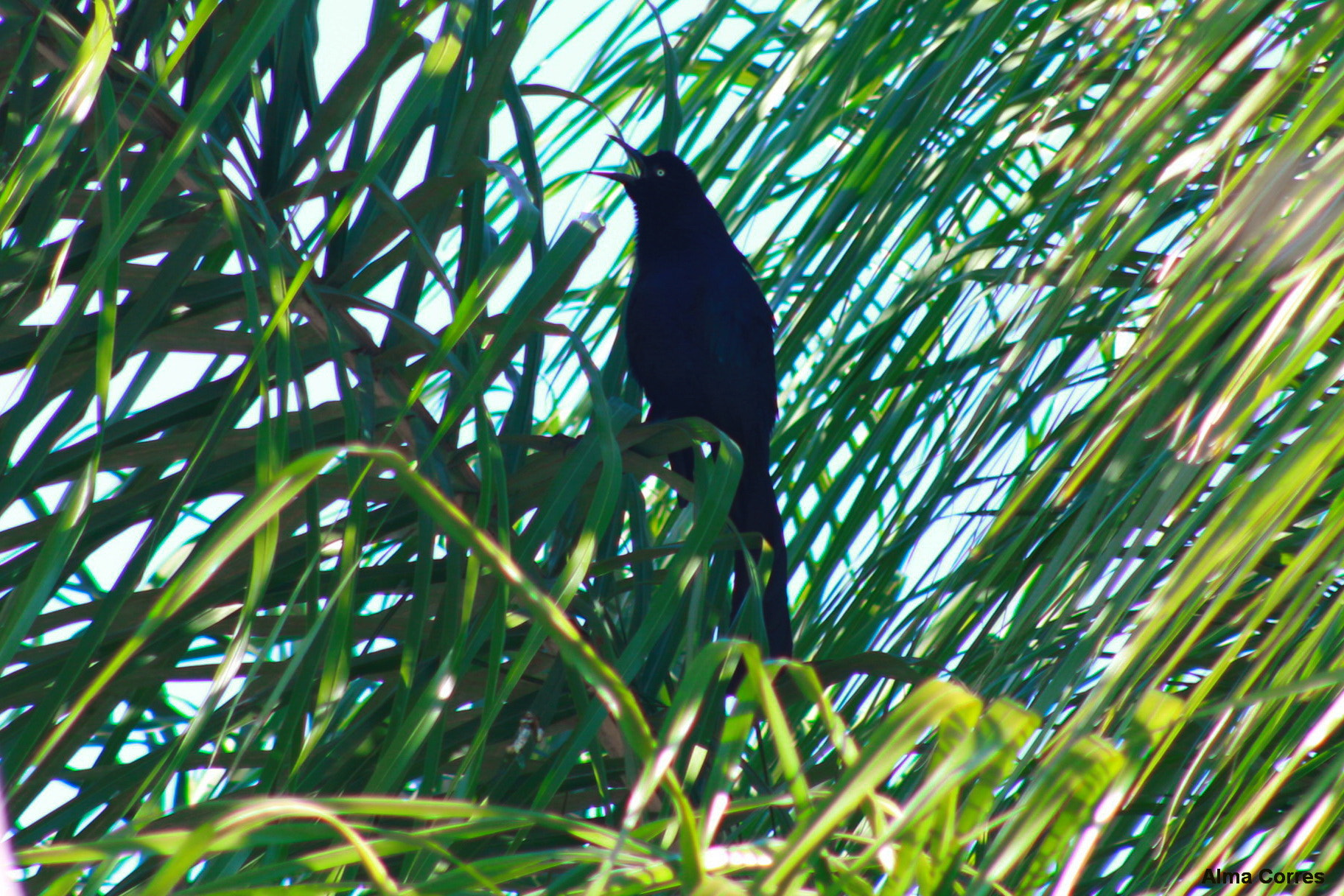 Canon EF 75-300mm f/4-5.6 USM sample photo. My zanate bird singing photography