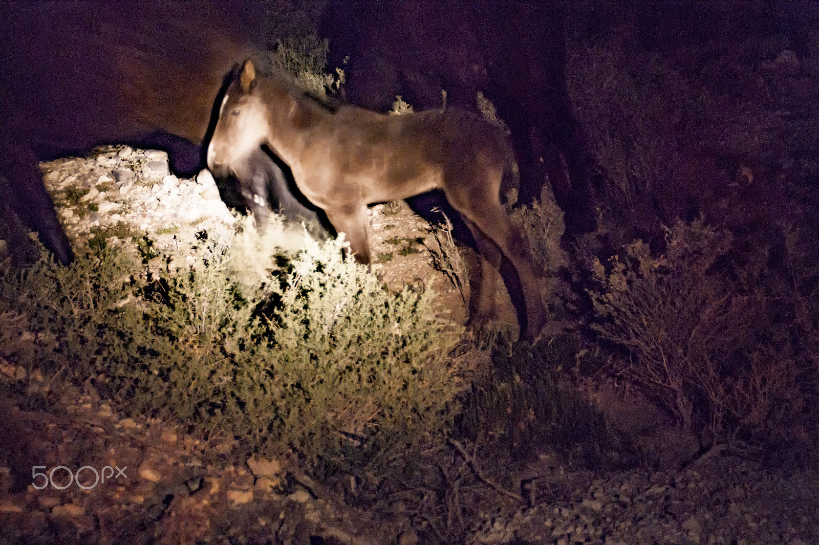 Sony Alpha DSLR-A350 + Sony DT 18-200mm F3.5-6.3 sample photo. Wild mustangs at night photography