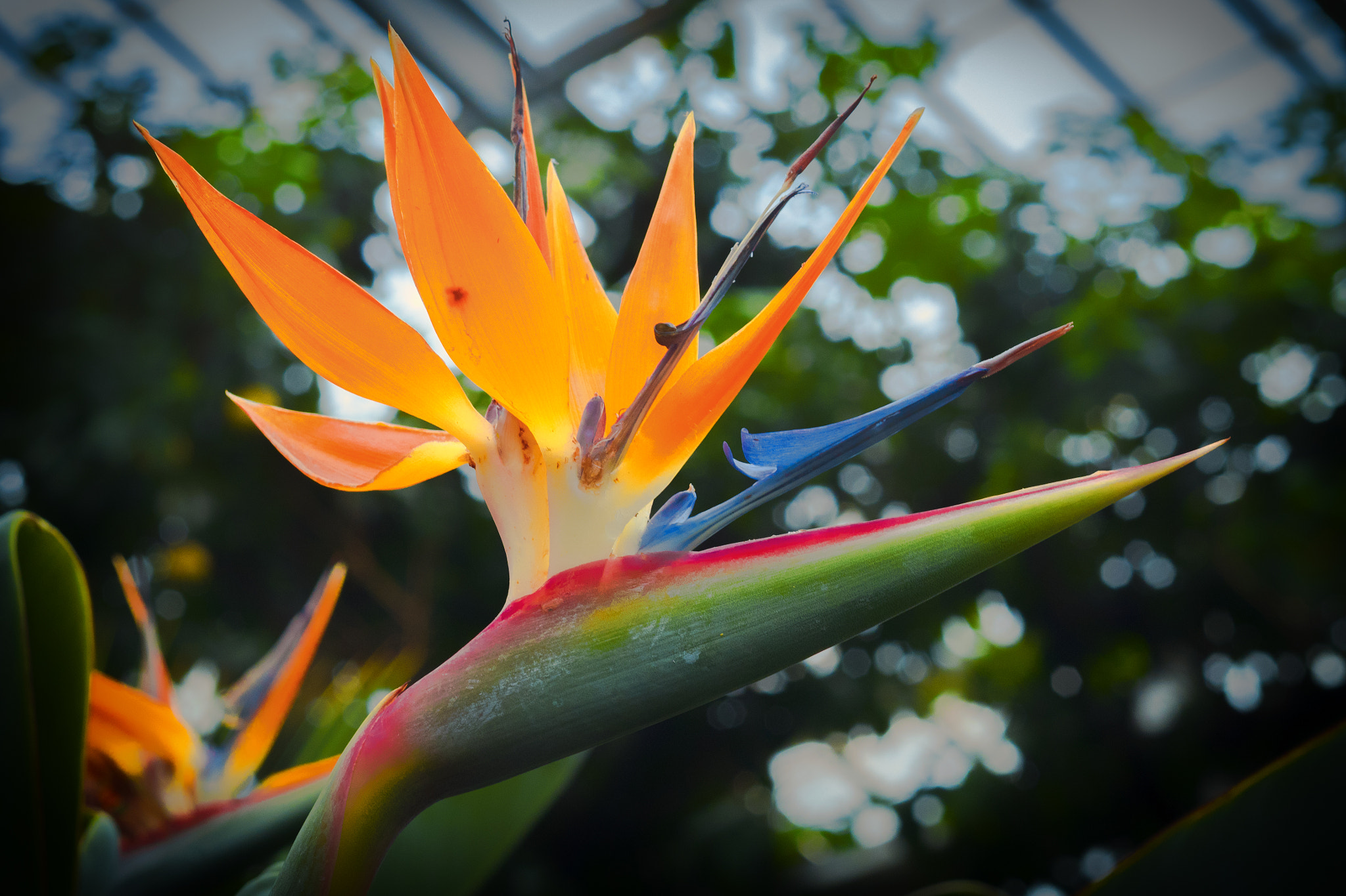Olympus OM-D E-M5 II + Olympus M.Zuiko Digital 45mm F1.8 sample photo. Birds of paradise photography