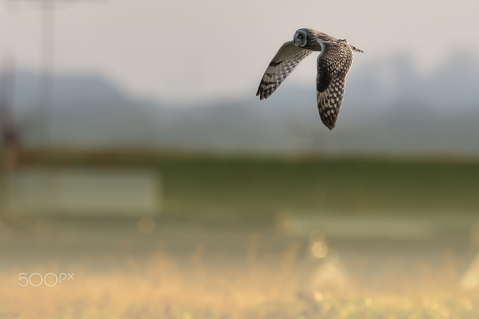 Nikon AF-S Nikkor 400mm F2.8G ED VR II sample photo. Komimi photography