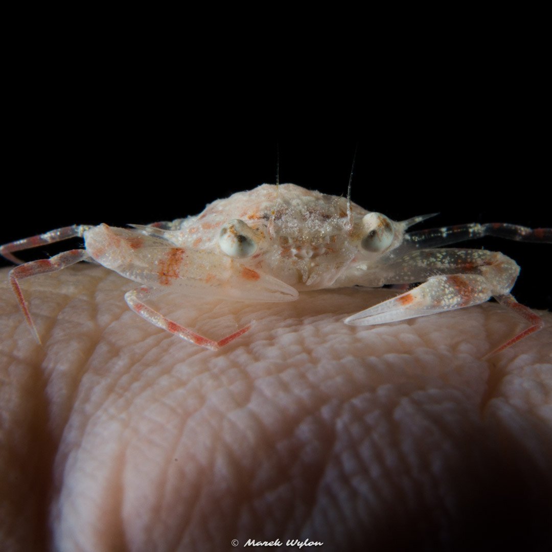 Nikon AF-S Micro-Nikkor 60mm F2.8G ED sample photo. Crab juvenile | palau | 2015.05.01 photography