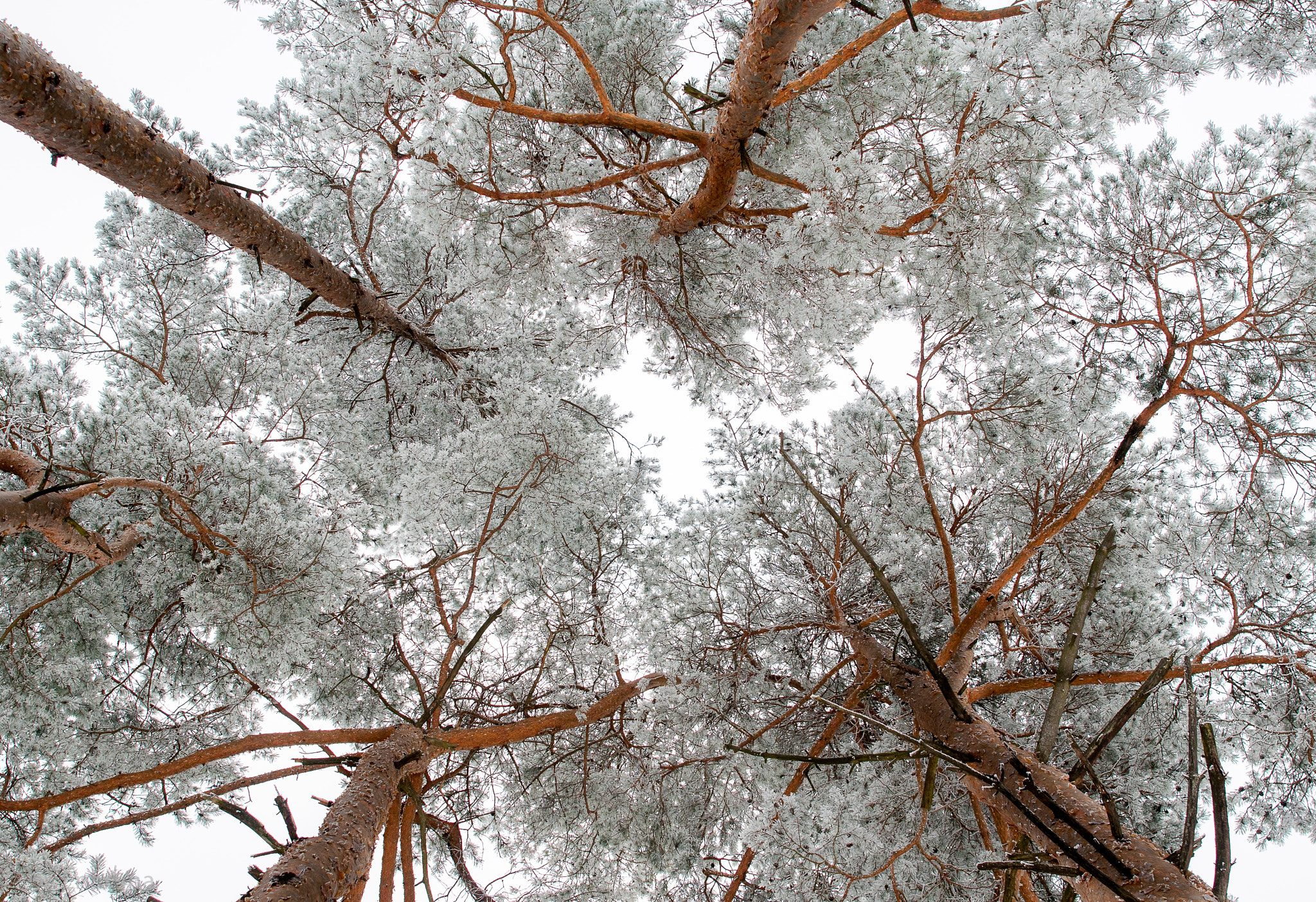 Nikon D300S + Nikon AF-S Nikkor 24mm F1.4G ED sample photo. Pine trees photography