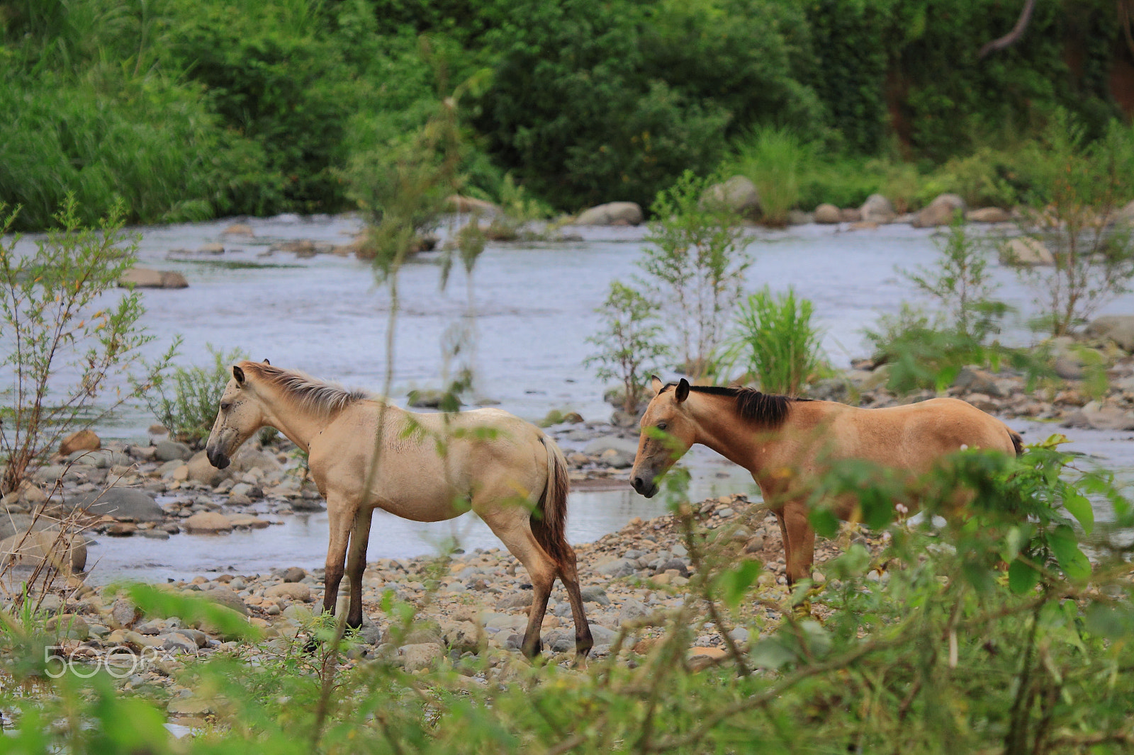 Canon EOS 50D + Canon EF 100-400mm F4.5-5.6L IS USM sample photo. Wild wild horses photography