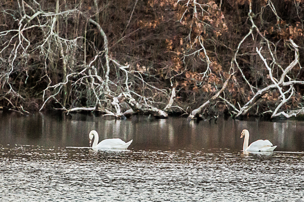 Canon EF 70-300mm F4-5.6L IS USM sample photo. Millstonepond photography