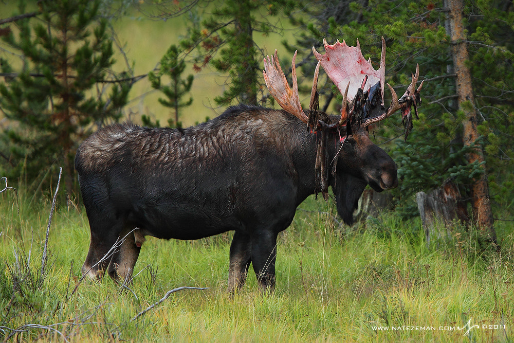 Shedding Velvet by Nate Zeman | natezeman.com / 500px