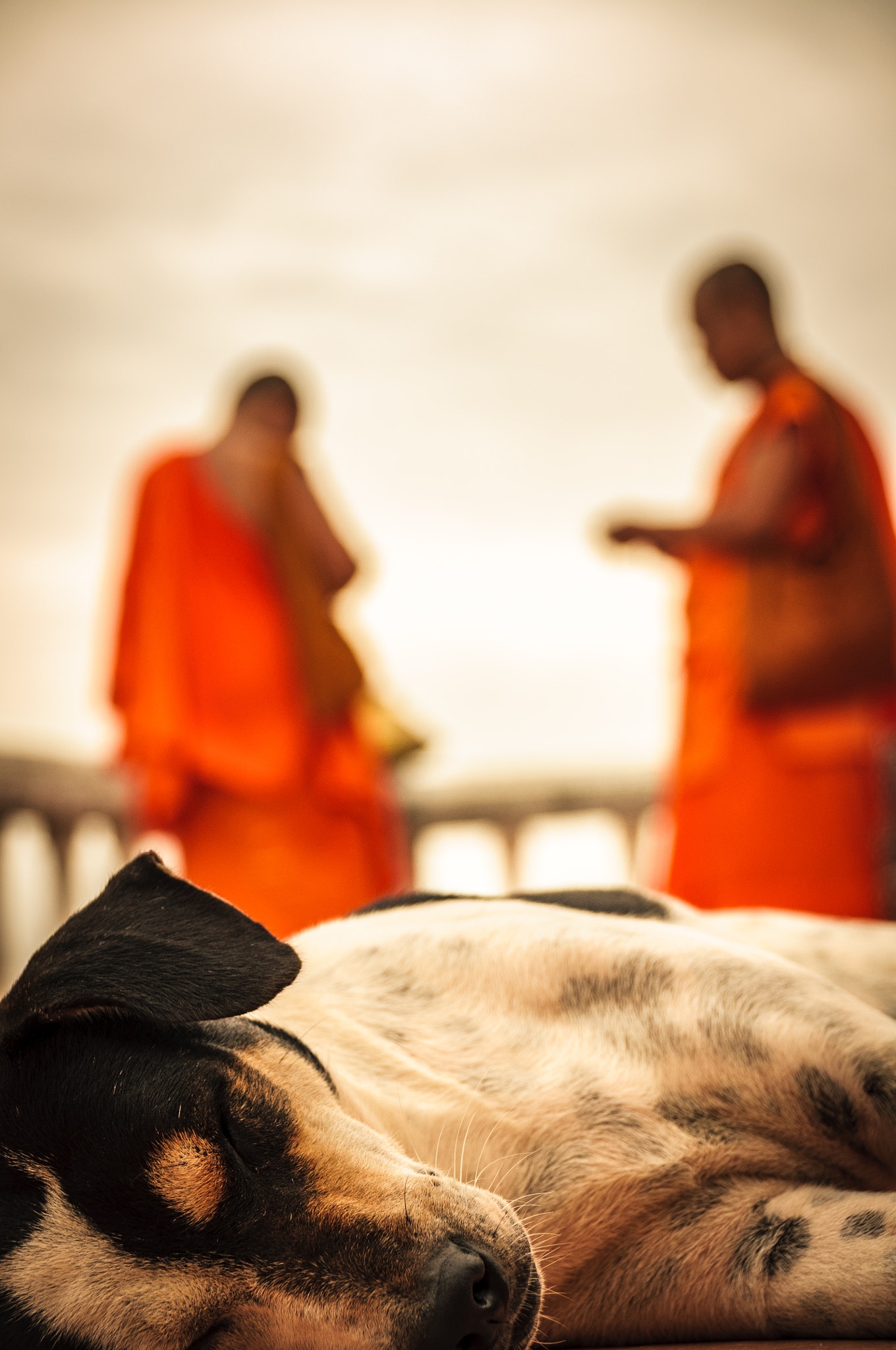 Sigma 18-250mm F3.5-6.3 DC Macro OS HSM sample photo. Dog and monks photography