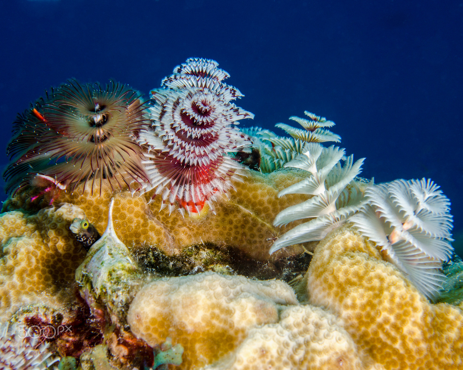 Nikon D7000 sample photo. Group of christmas tree worms in the florida keys photography