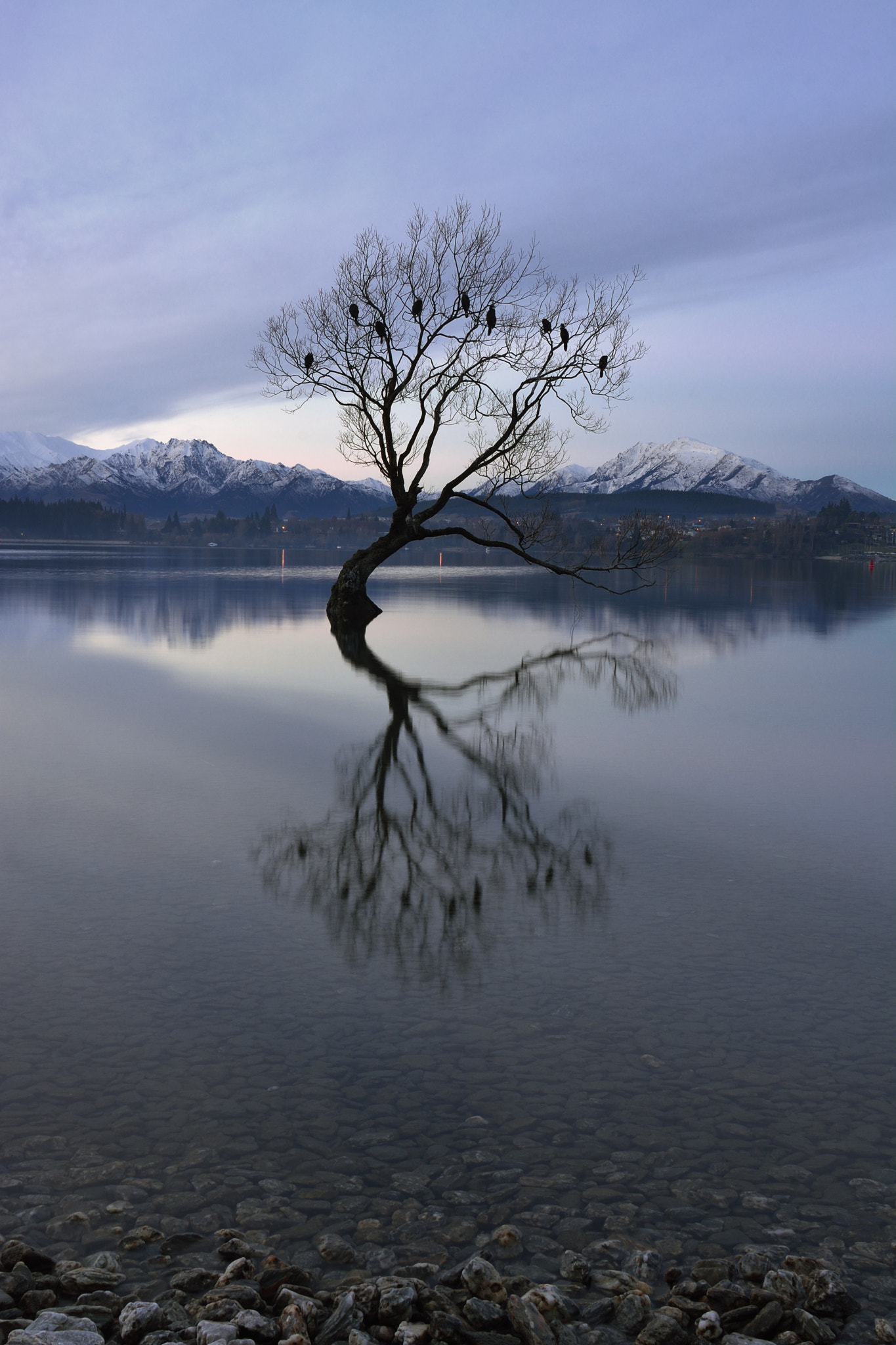 Nikon AF-S Nikkor 24-120mm F4G ED VR sample photo. That wanaka tree photography
