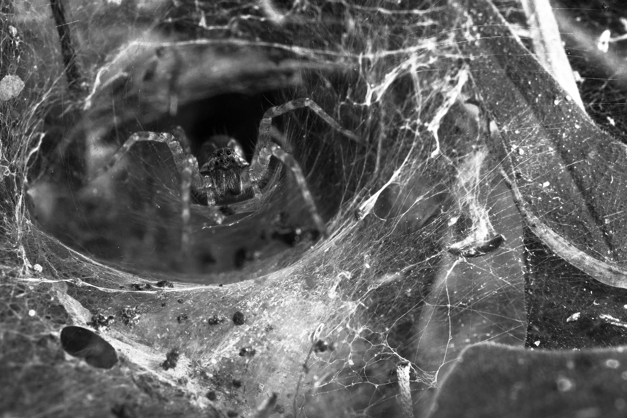 Canon MP-E 65mm F2.5 1-5x Macro Photo sample photo. Spider's nest photography