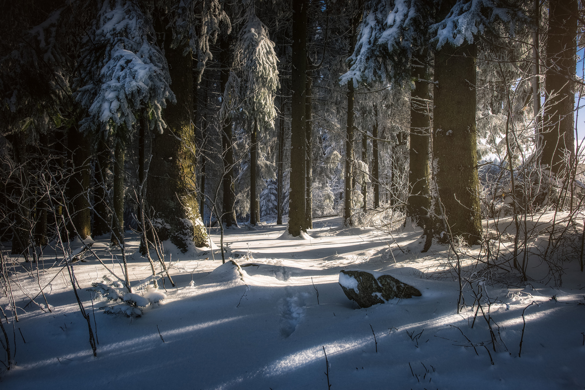 Nikon D810 + Nikon AF-S Nikkor 24mm F1.4G ED sample photo. Frosty morning... photography