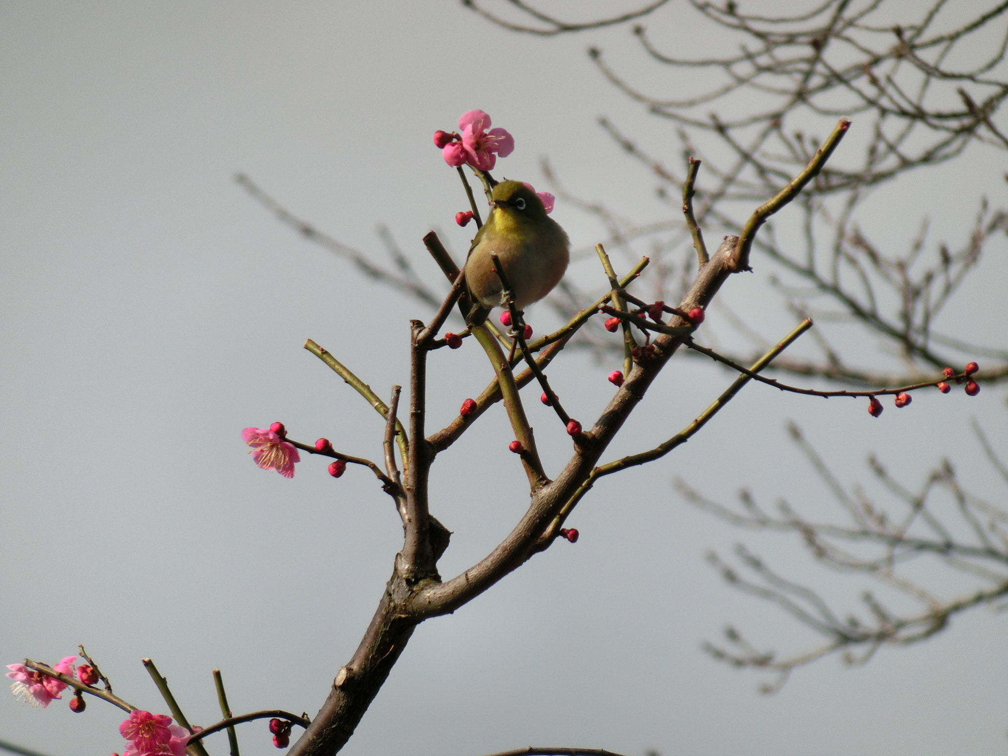 CASIO EX-ZR850 sample photo. 梅とめじろ photography