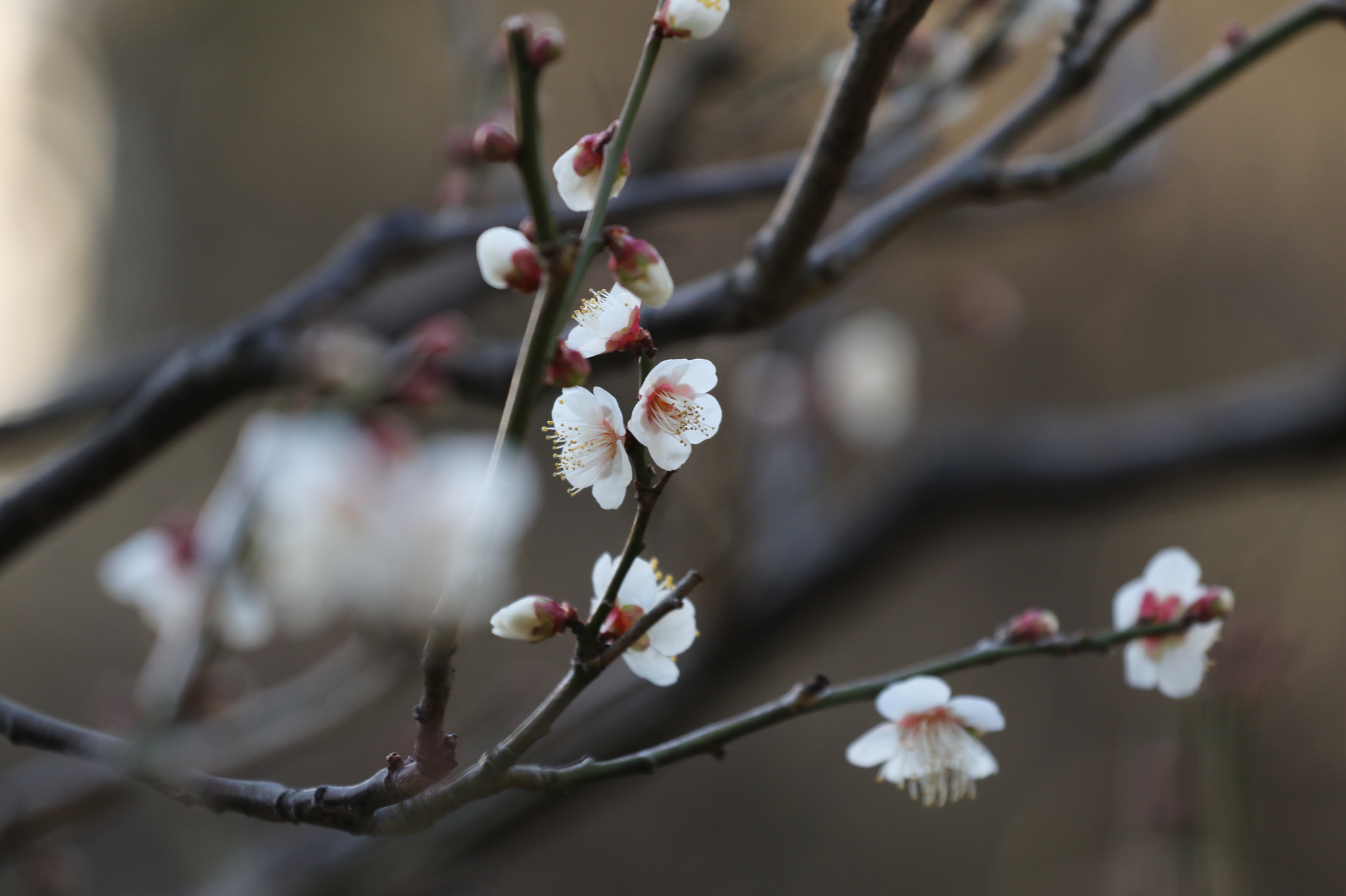 Canon EF 70-200mm F4L USM sample photo