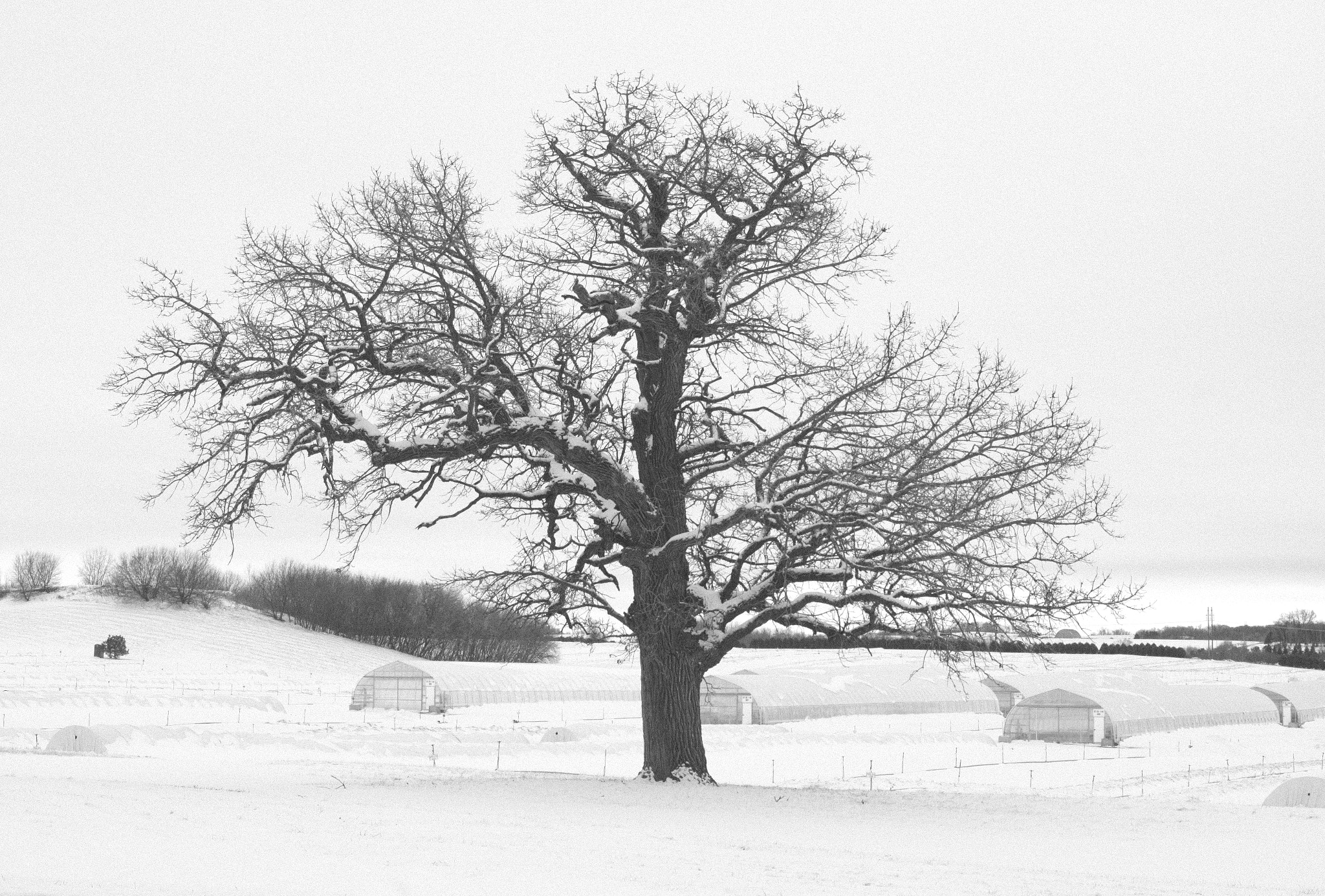 Sony SLT-A77 + Minolta AF 28-70mm F2.8 G sample photo. Winter tree at nursery photography