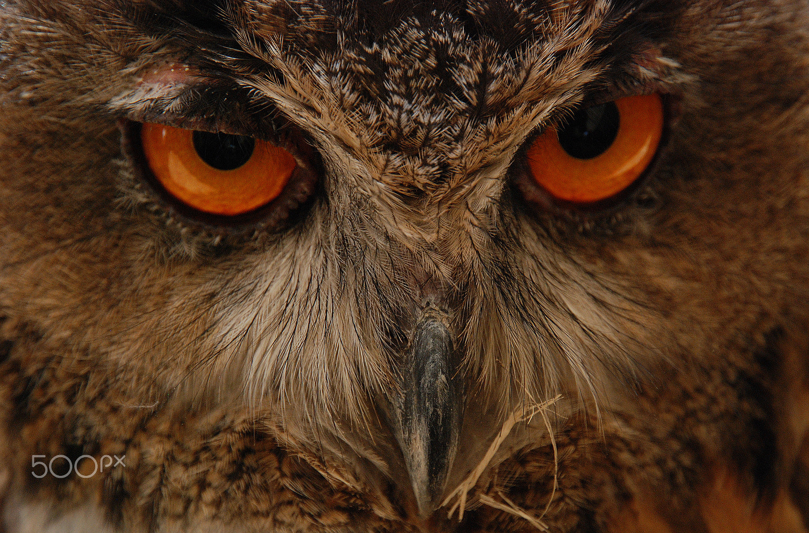 Nikon D80 sample photo. Owl eyes photography