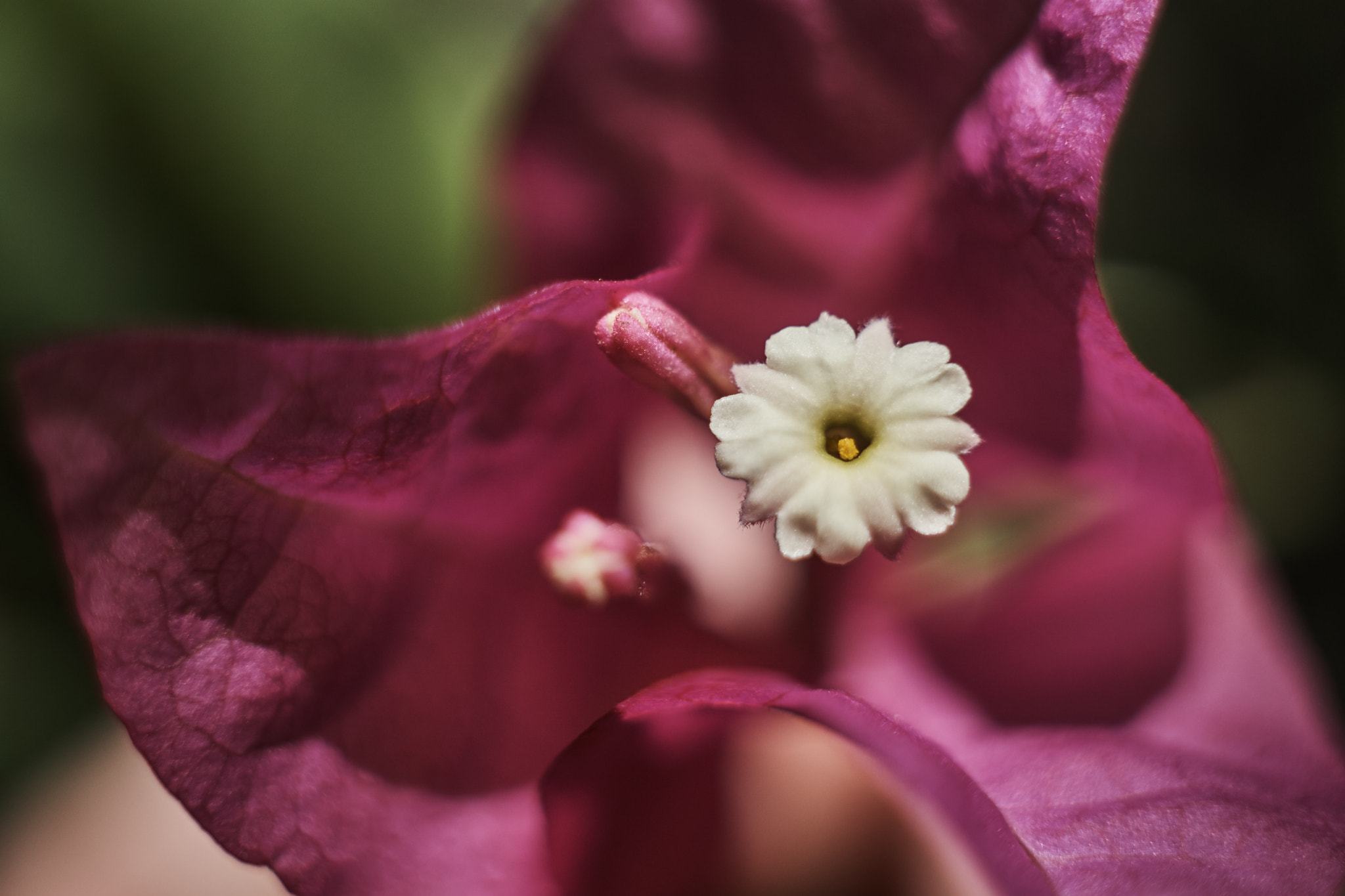 Sony a6000 + Sigma 30mm F2.8 EX DN sample photo. Flower within a flower.  photography