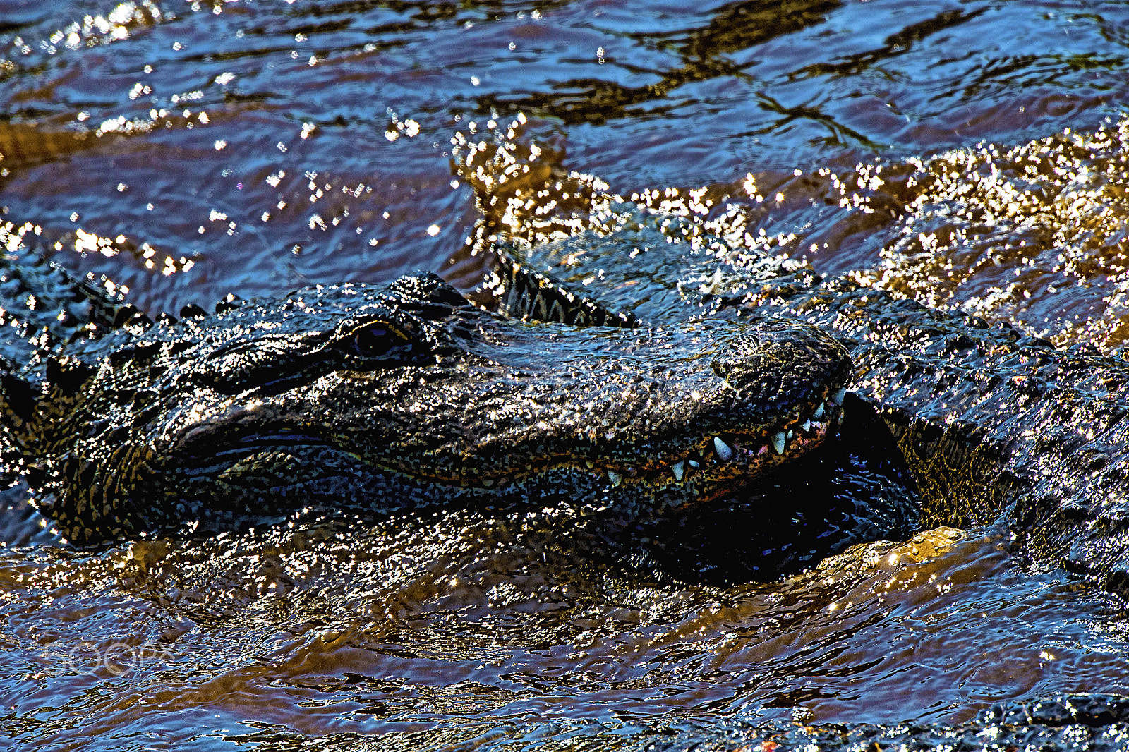 Nikon D800E sample photo. Attack photography
