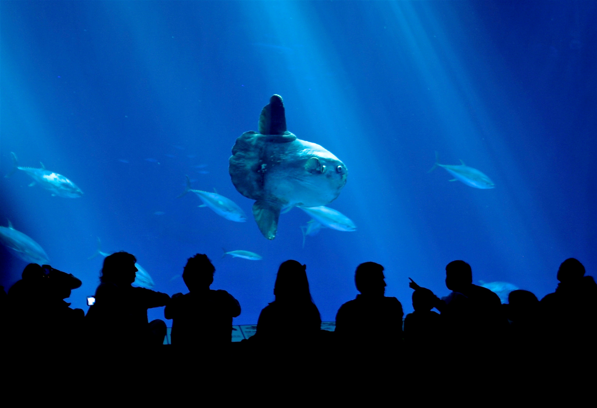 Canon EOS 5D sample photo. Aquarium silhouettes photography