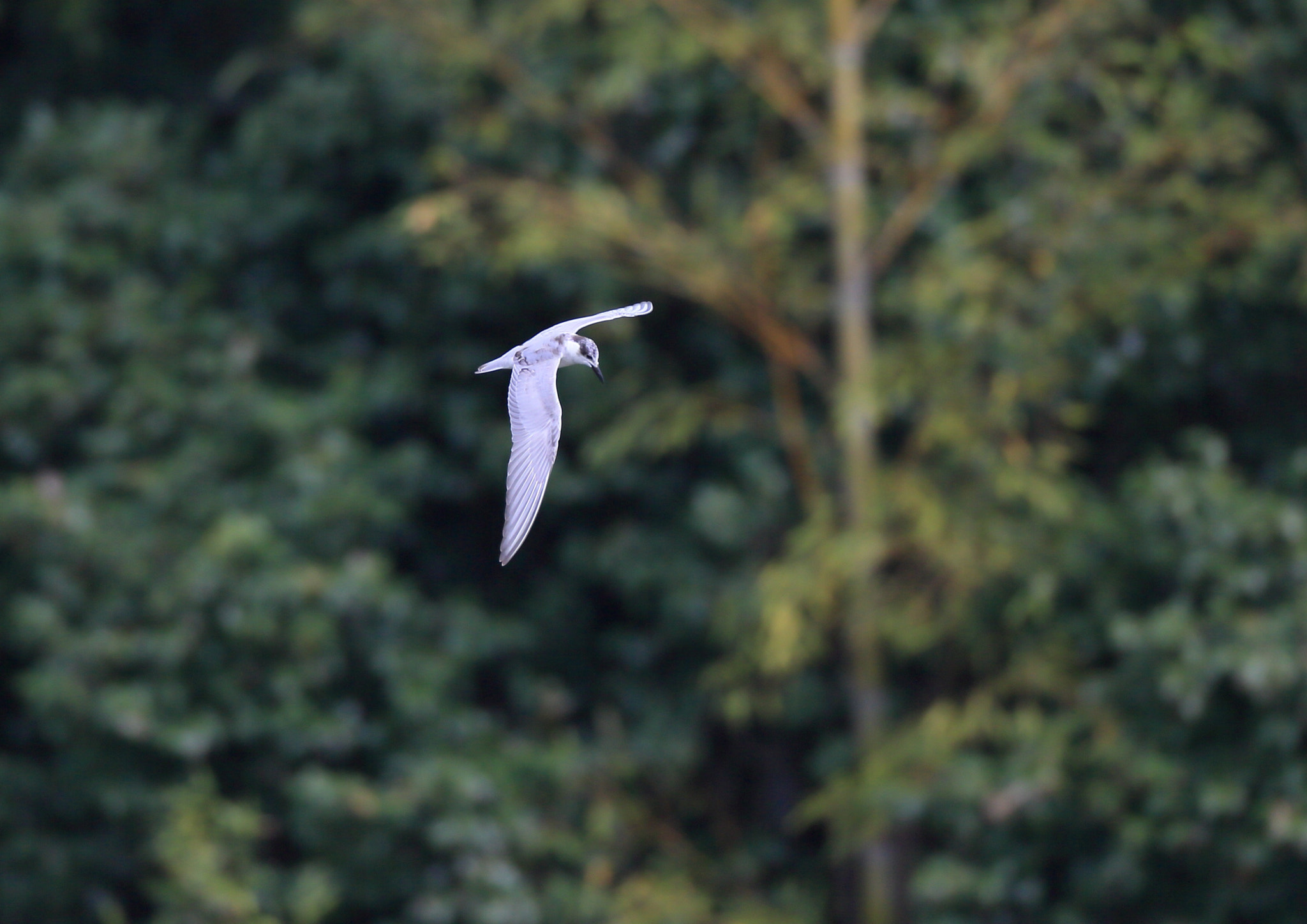Canon EOS-1D X + Canon EF 800mm F5.6L IS USM sample photo. クロハラアジサシ whiskered tern photography