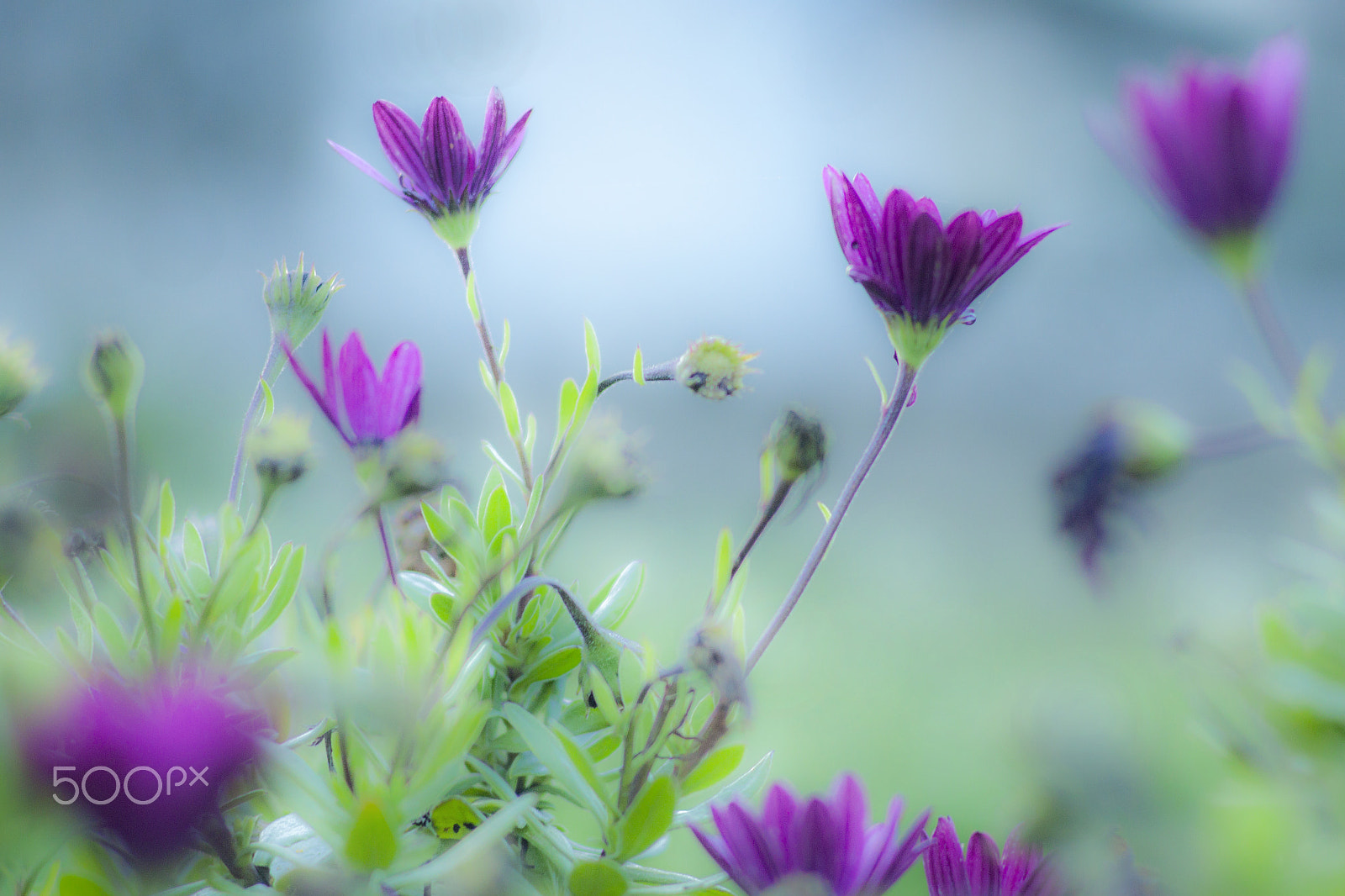 Canon EF 35-80mm f/4-5.6 sample photo. Celestial photography