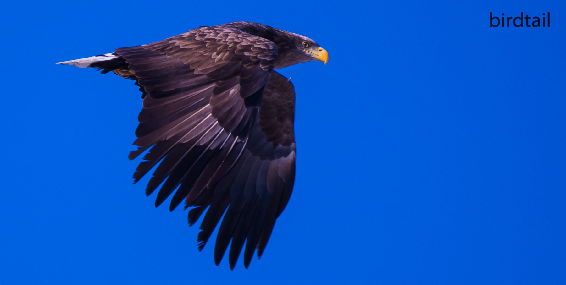 Sigma 150-600mm F5-6.3 DG OS HSM | C sample photo. White tailed sea eagle! photography