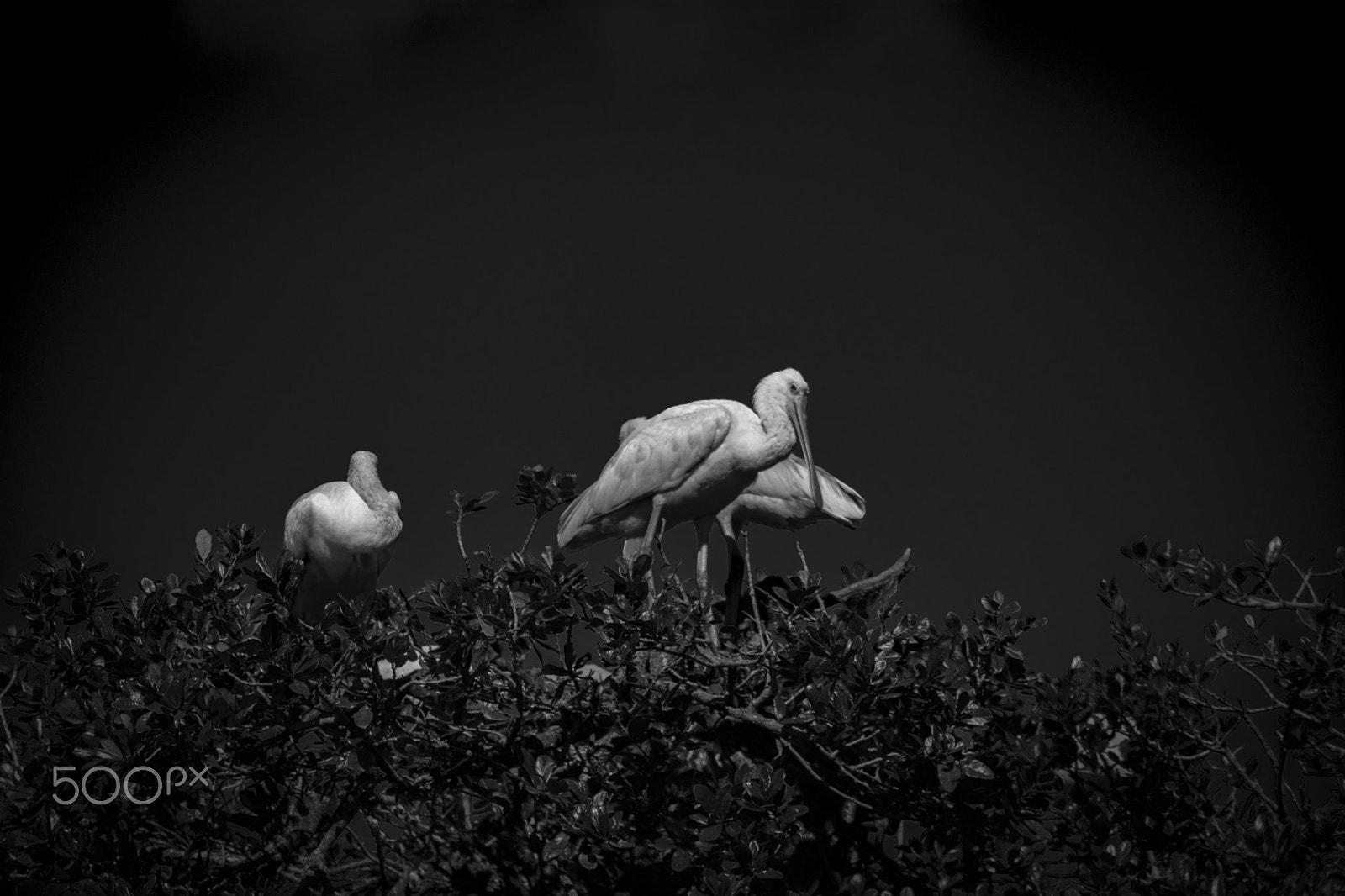 Nikon D7100 + AF Zoom-Nikkor 70-210mm f/4 sample photo. Spoonbills photography