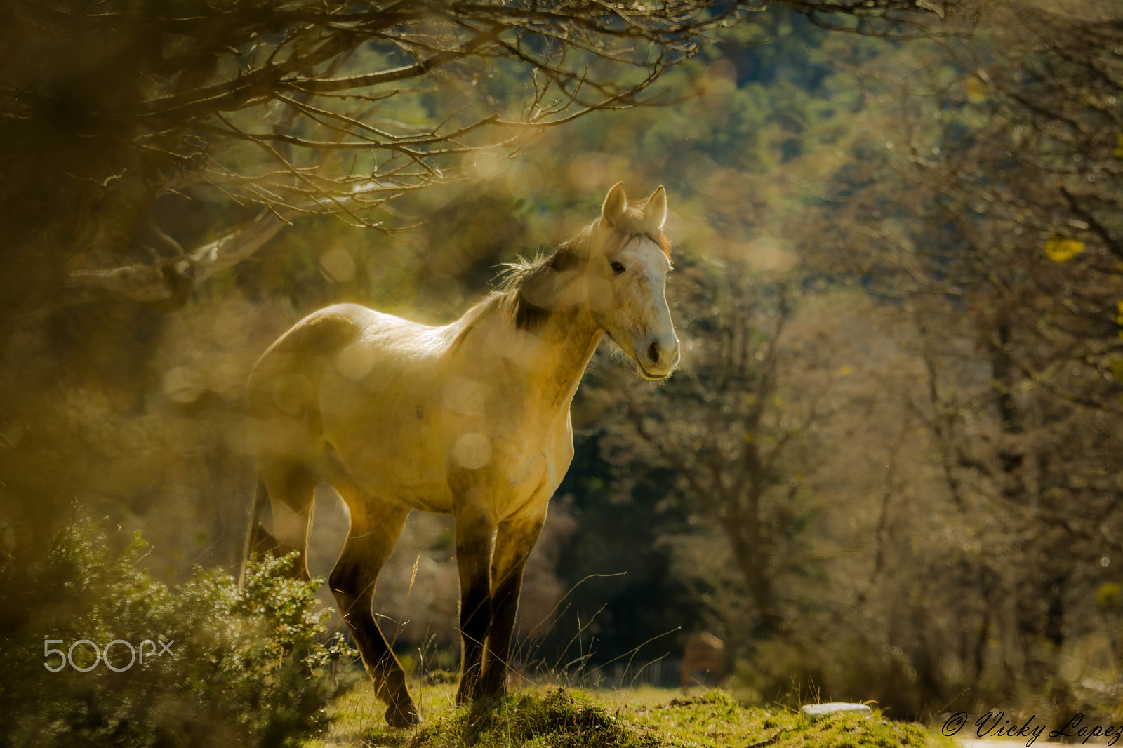 Sigma 70-200mm F2.8 EX DG OS HSM sample photo. Like a dream... photography
