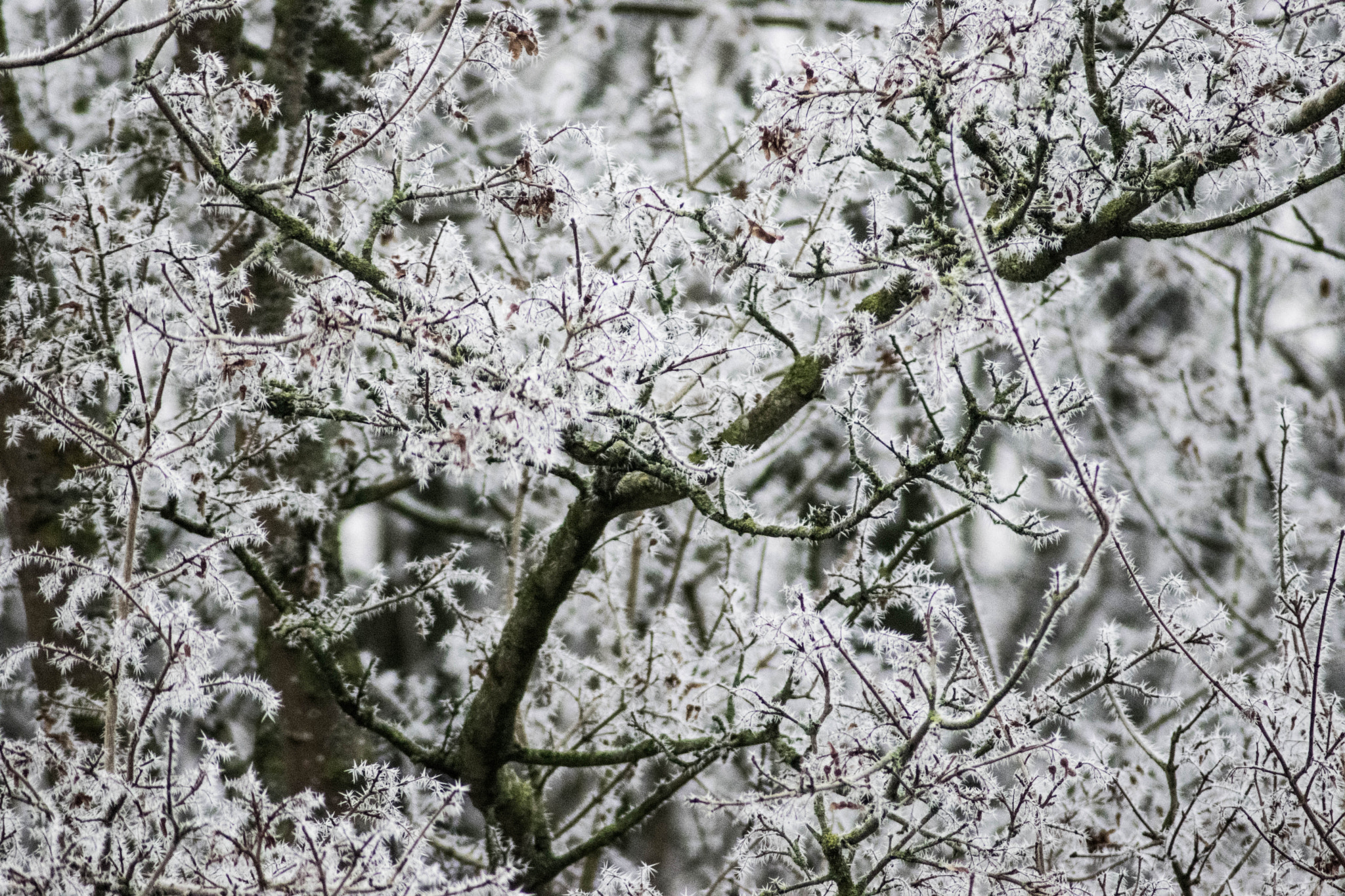 Nikon D3300 sample photo. Snow tree photography
