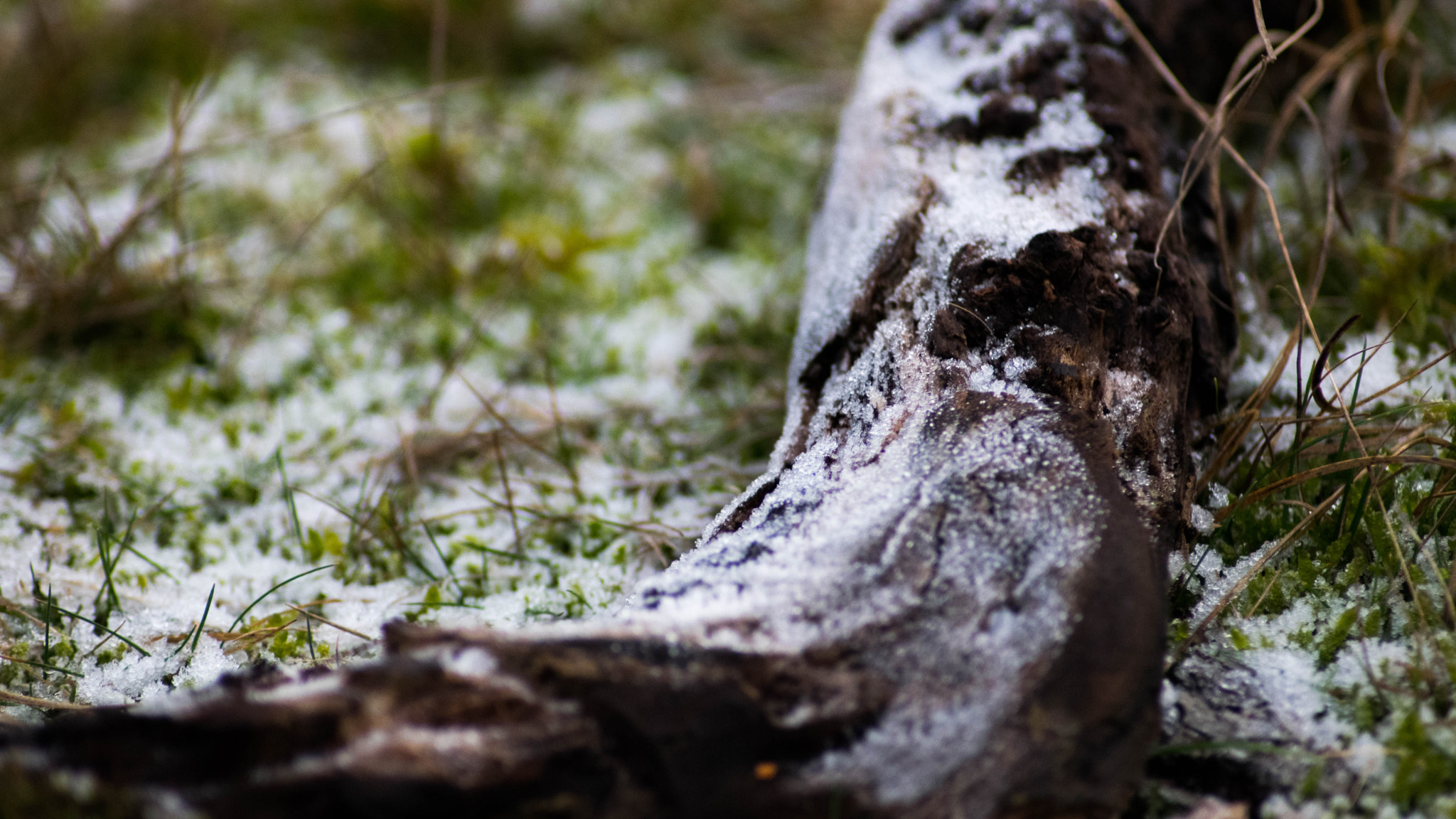 Nikon D3300 sample photo. Tree trunk with snow photography