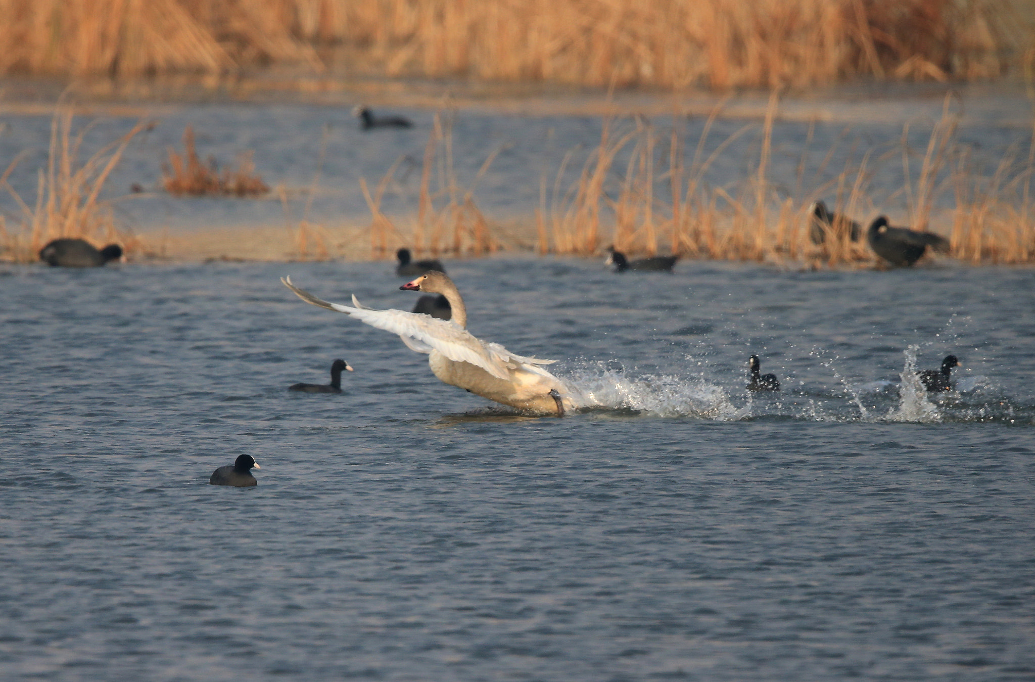 Canon EF 600mm F4L IS II USM sample photo. 800 photography