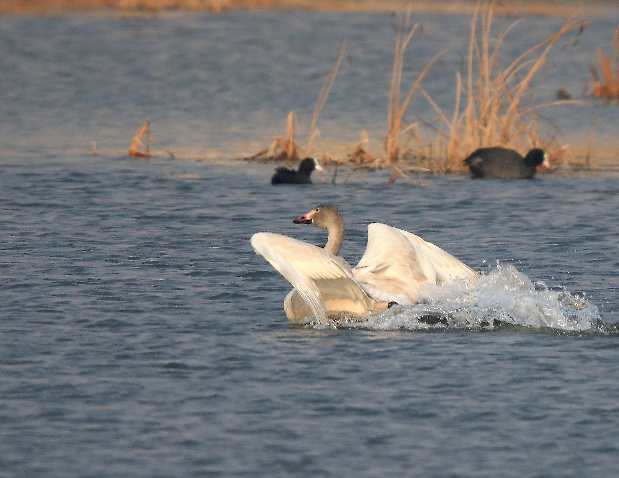 Canon EOS-1D X + Canon EF 600mm F4L IS II USM sample photo. 806 photography