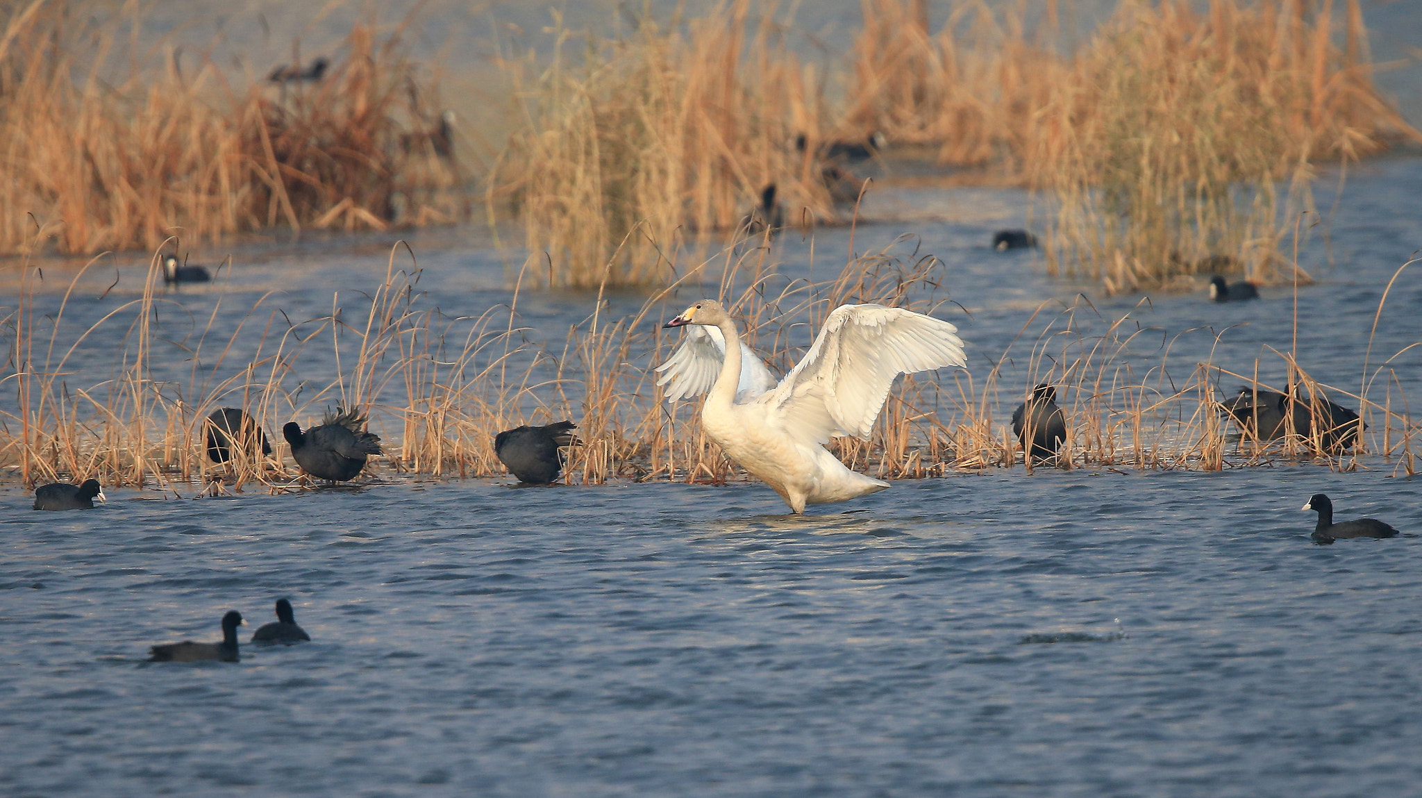 Canon EF 600mm F4L IS II USM sample photo. 827 photography