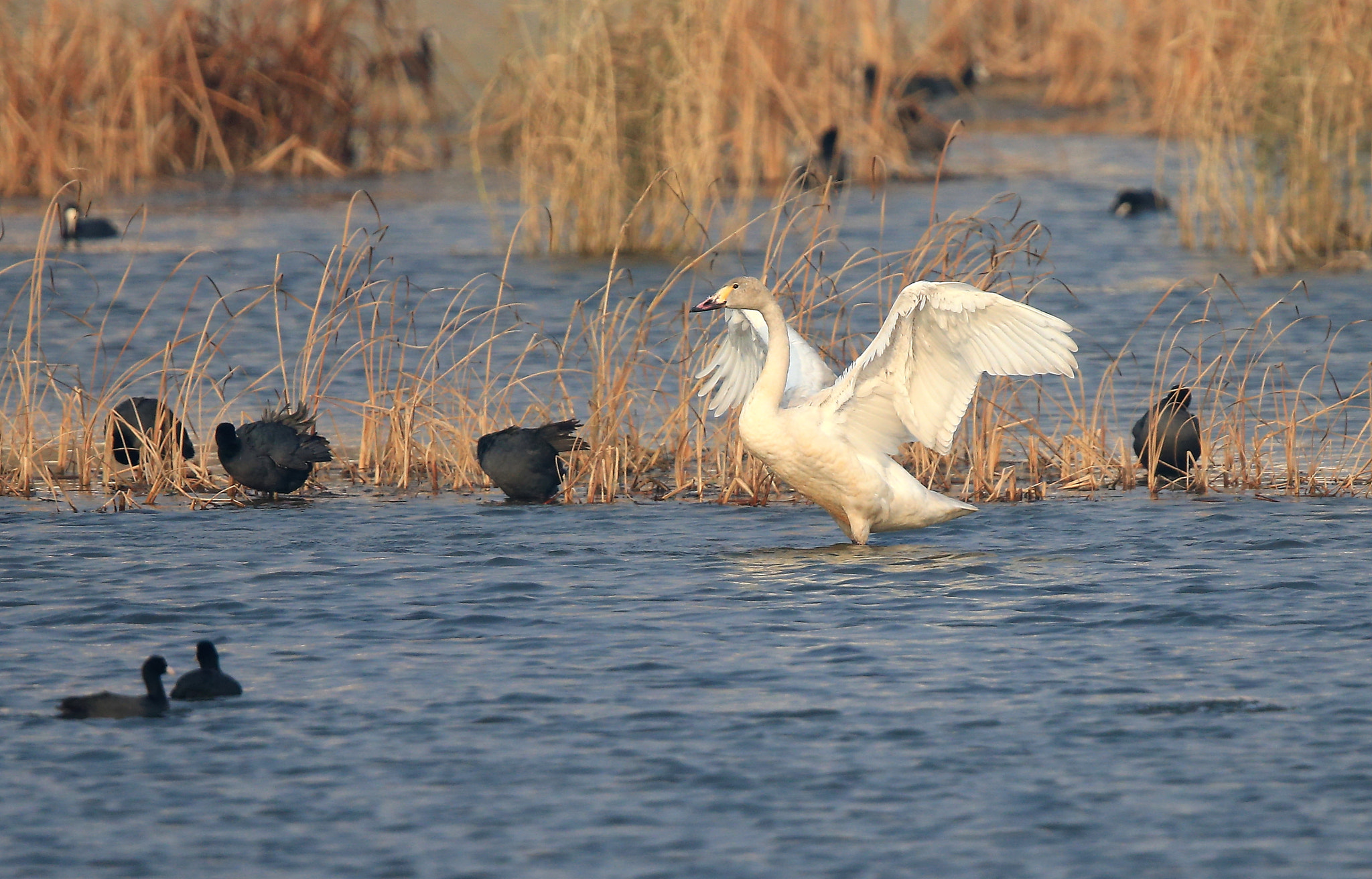 Canon EF 600mm F4L IS II USM sample photo. 828 photography