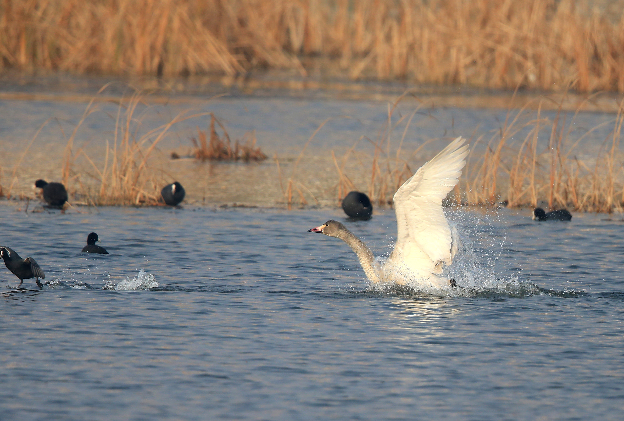 Canon EOS-1D X + Canon EF 600mm F4L IS II USM sample photo. 842 photography