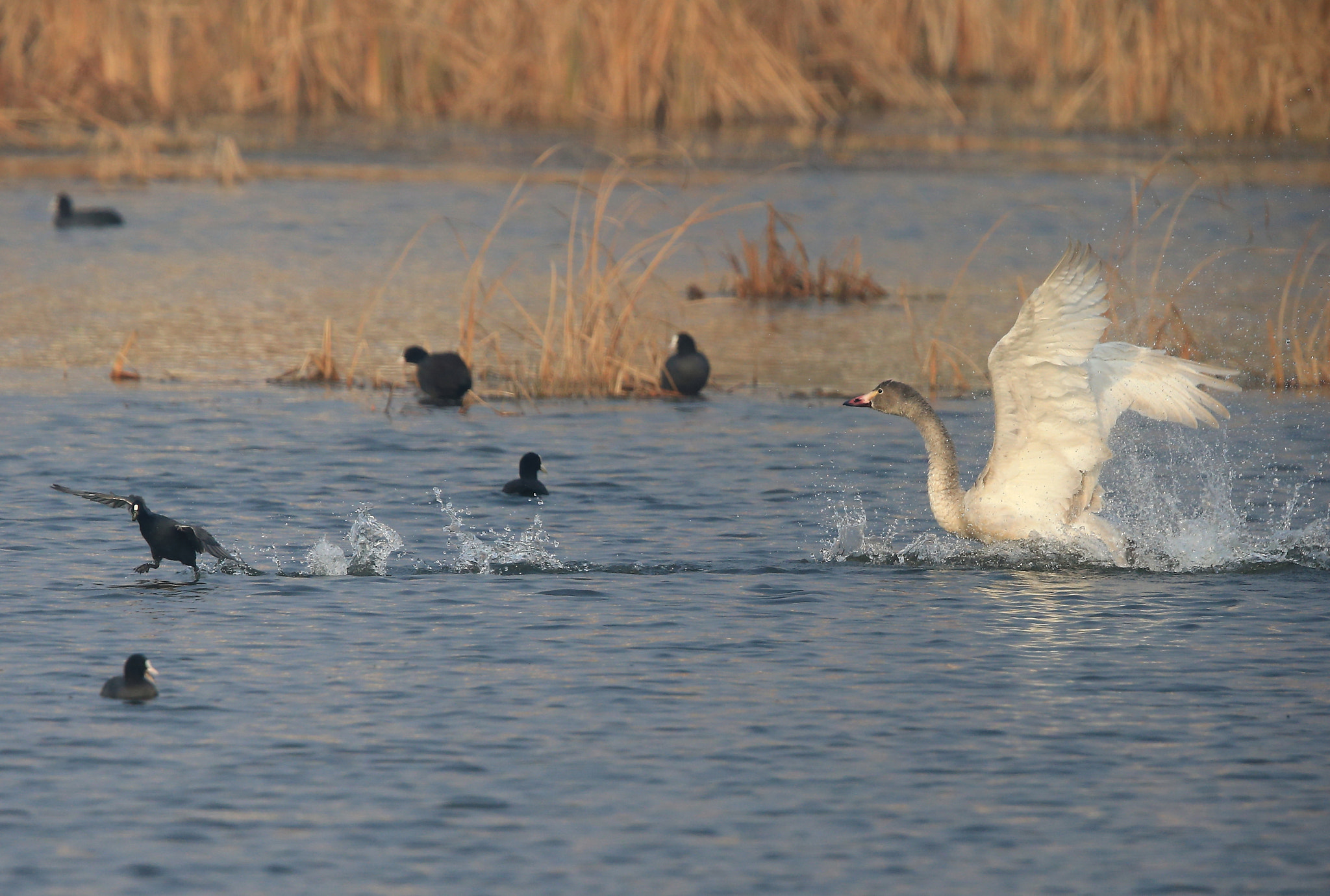 Canon EF 600mm F4L IS II USM sample photo. 845 photography