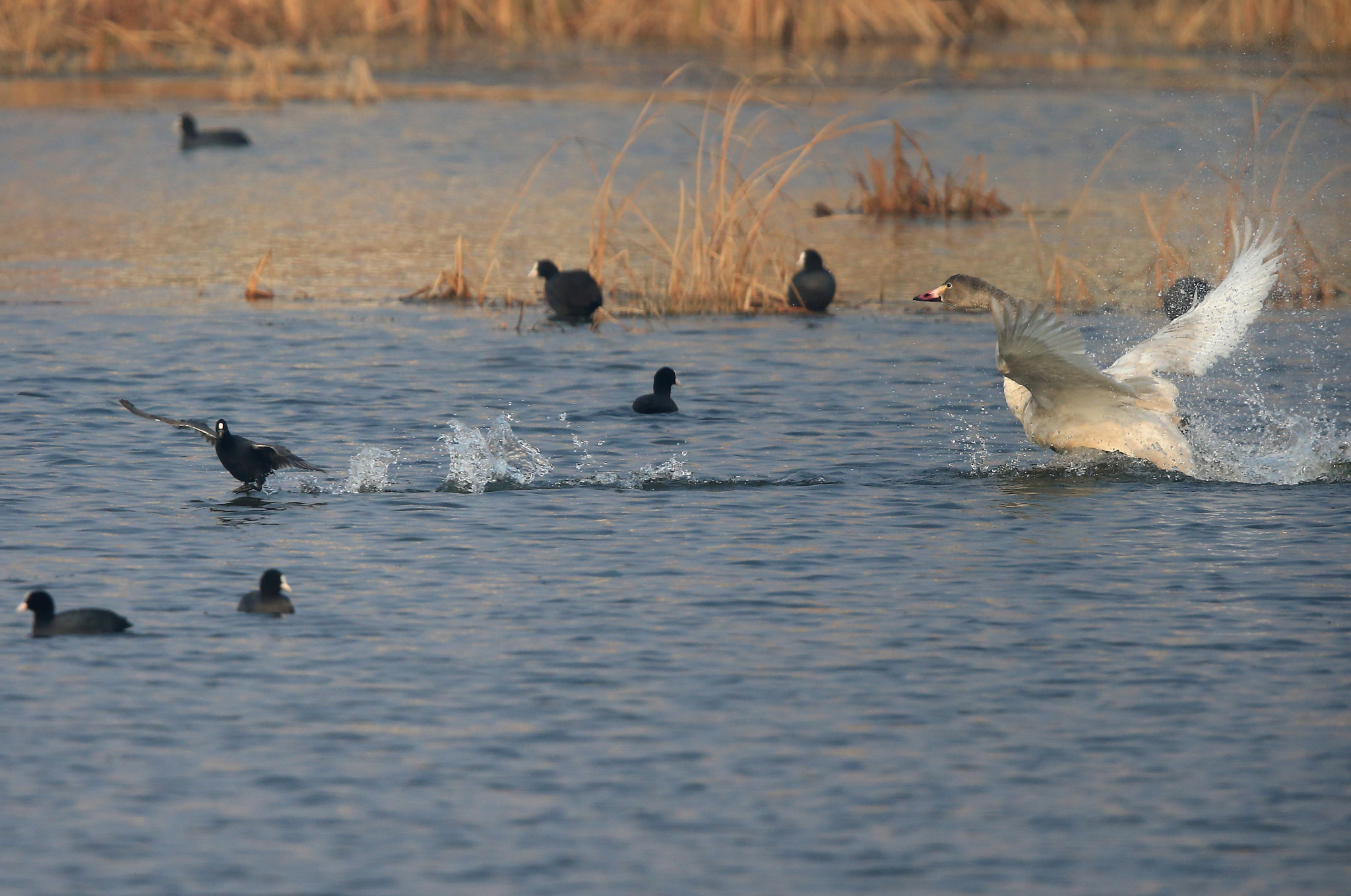 Canon EOS-1D X + Canon EF 600mm F4L IS II USM sample photo. 846 photography