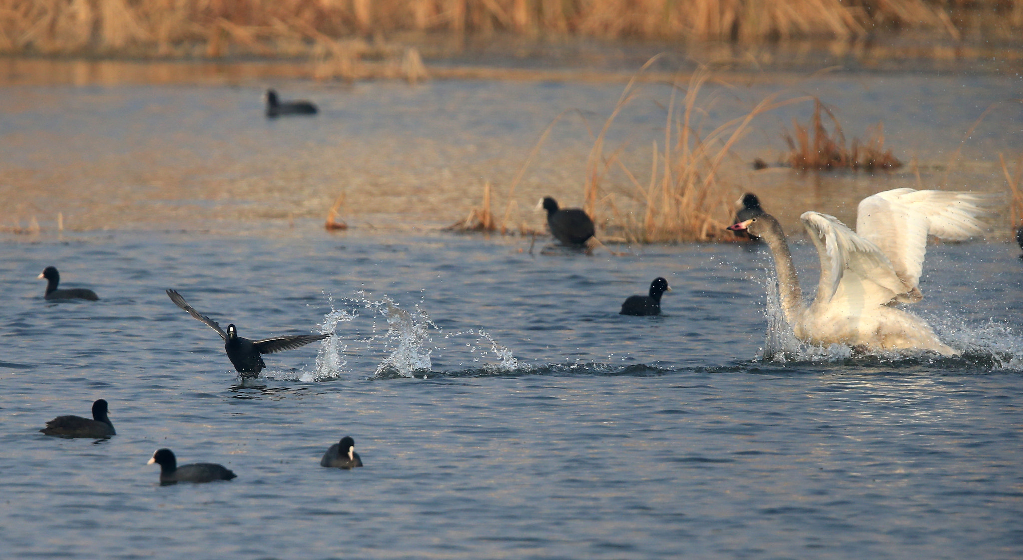 Canon EOS-1D X + Canon EF 600mm F4L IS II USM sample photo. 848 photography