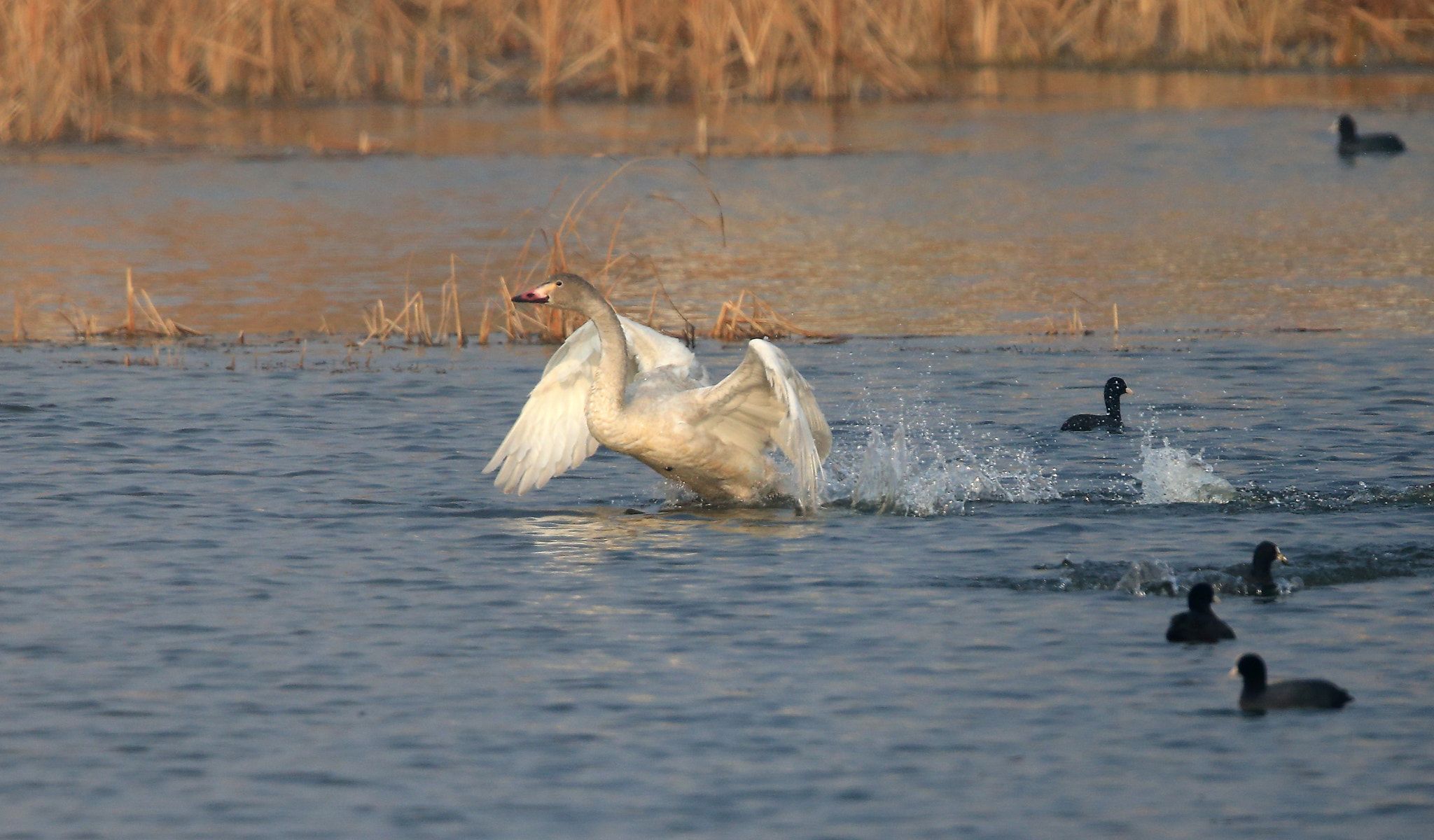 Canon EF 600mm F4L IS II USM sample photo. 855 photography