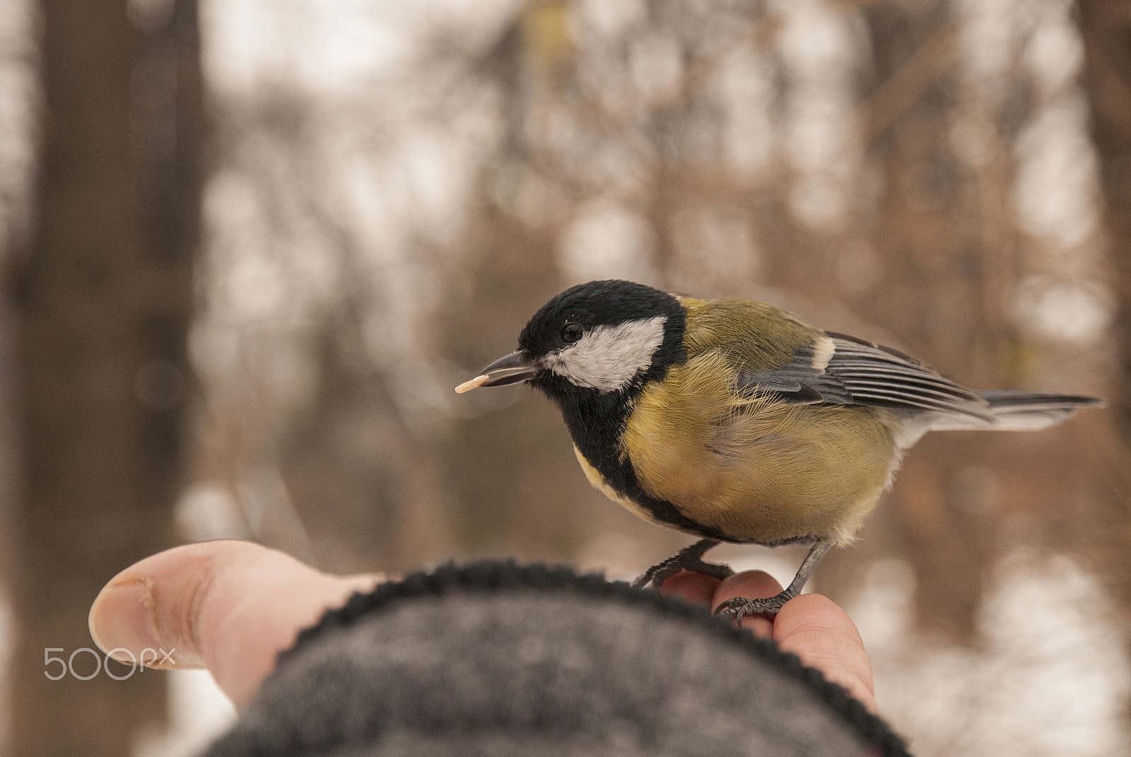 Nikon D80 sample photo. Bird and man photography