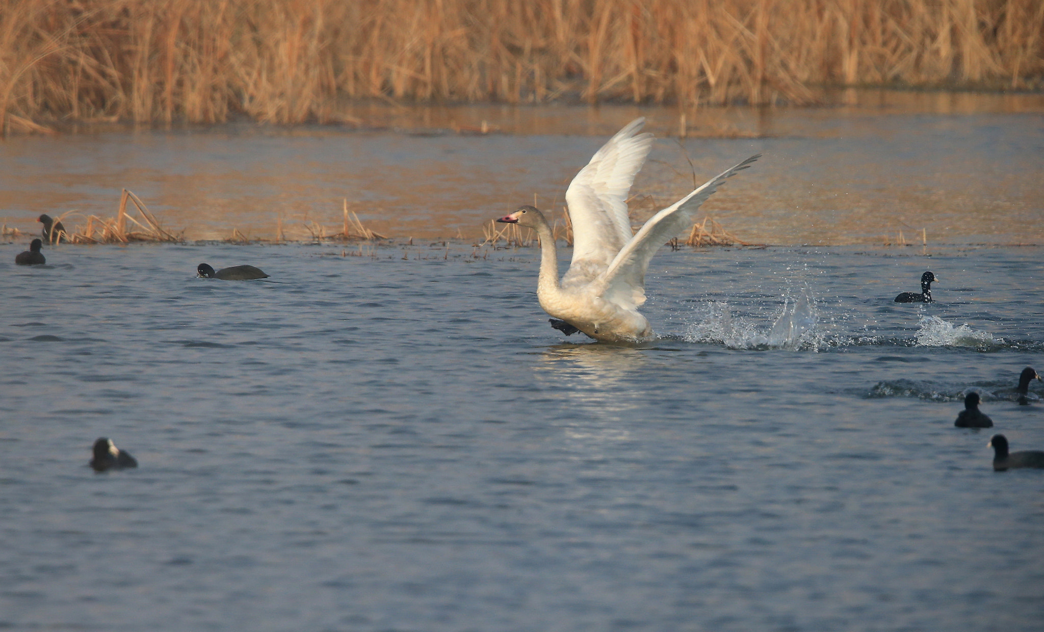 Canon EF 600mm F4L IS II USM sample photo. 856 photography