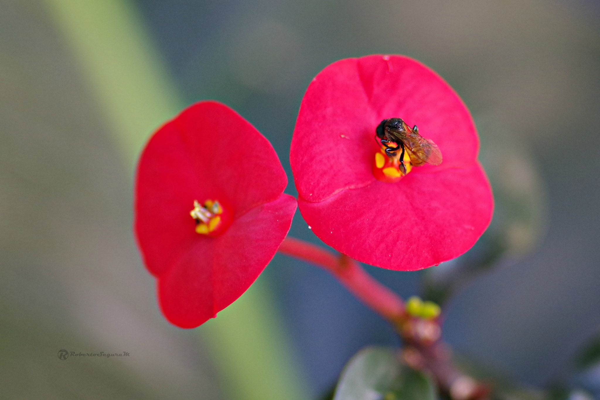 Pentax smc D-FA 100mm F2.8 Macro WR sample photo. Las gemelas 2 photography