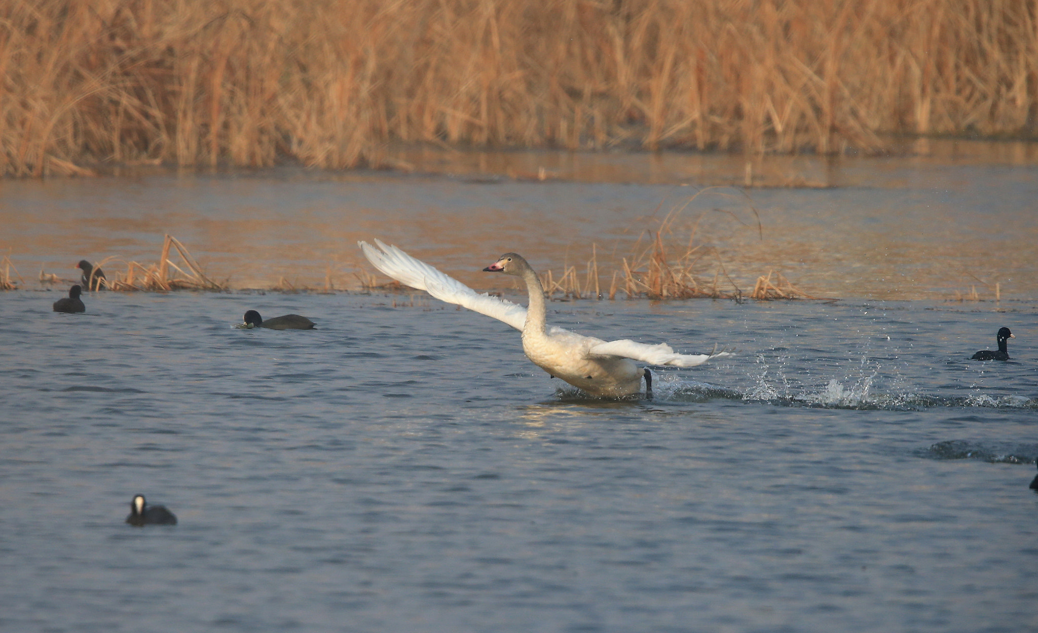 Canon EF 600mm F4L IS II USM sample photo. 857 photography