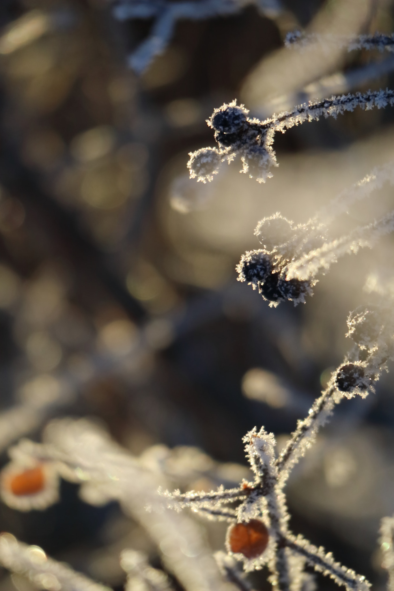 Canon EOS M3 sample photo. Winter seeds photography