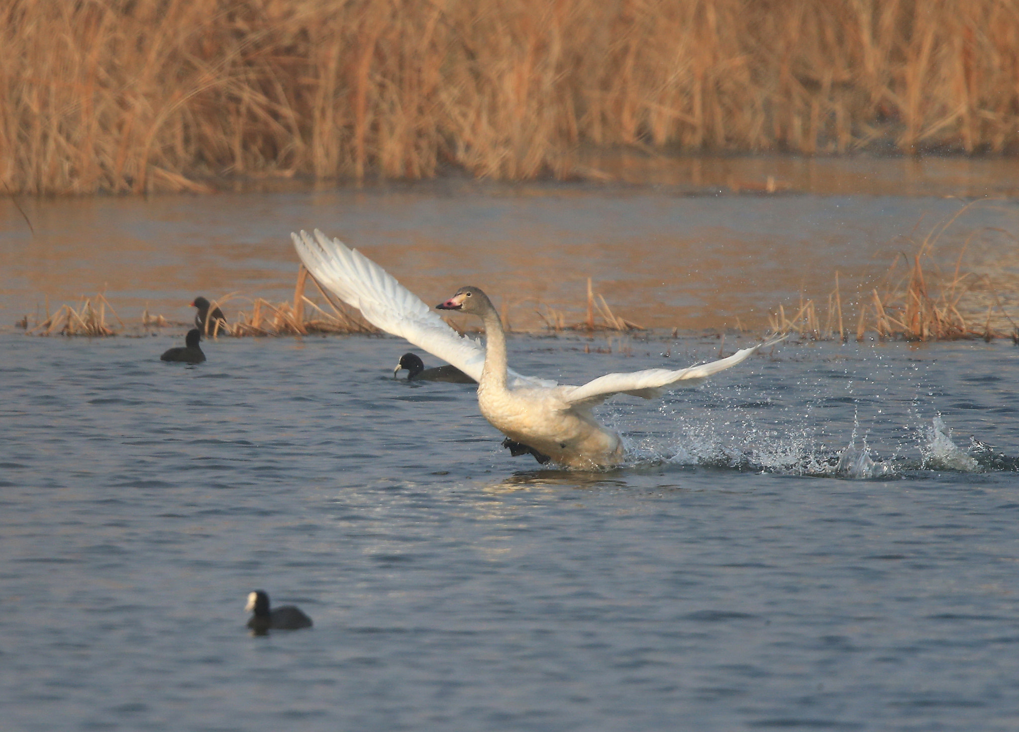 Canon EF 600mm F4L IS II USM sample photo. 860 photography