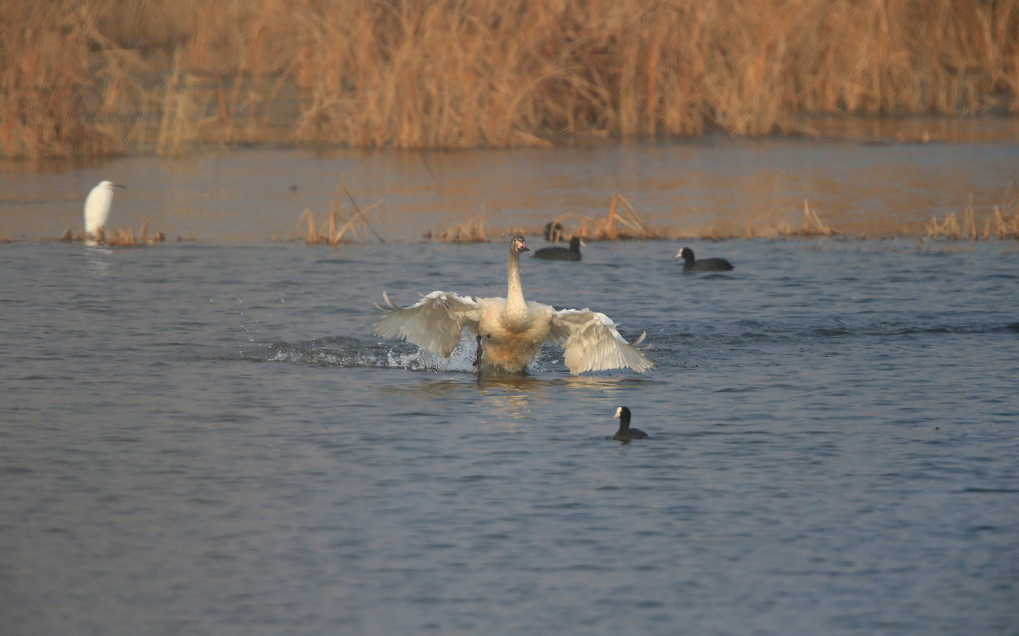 Canon EF 600mm F4L IS II USM sample photo. 874 photography