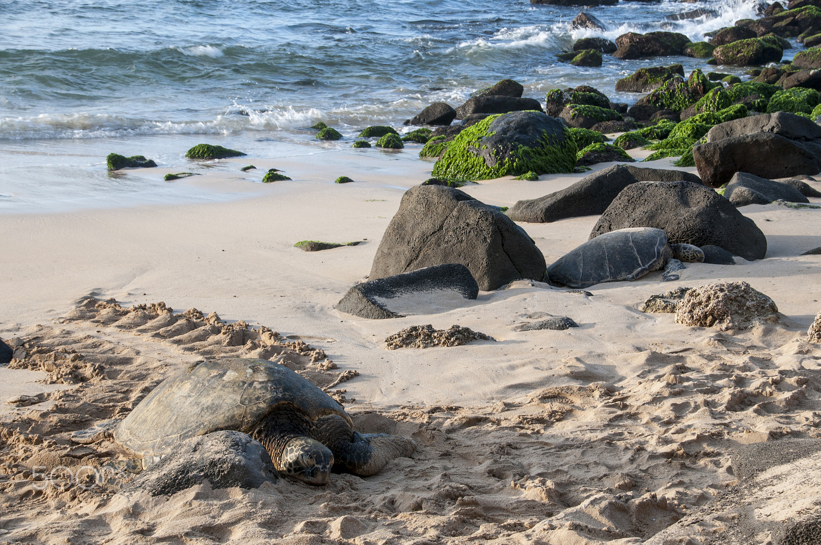 Nikon D300 + Sigma 18-250mm F3.5-6.3 DC Macro OS HSM sample photo. Two sea turtles in the rocks photography