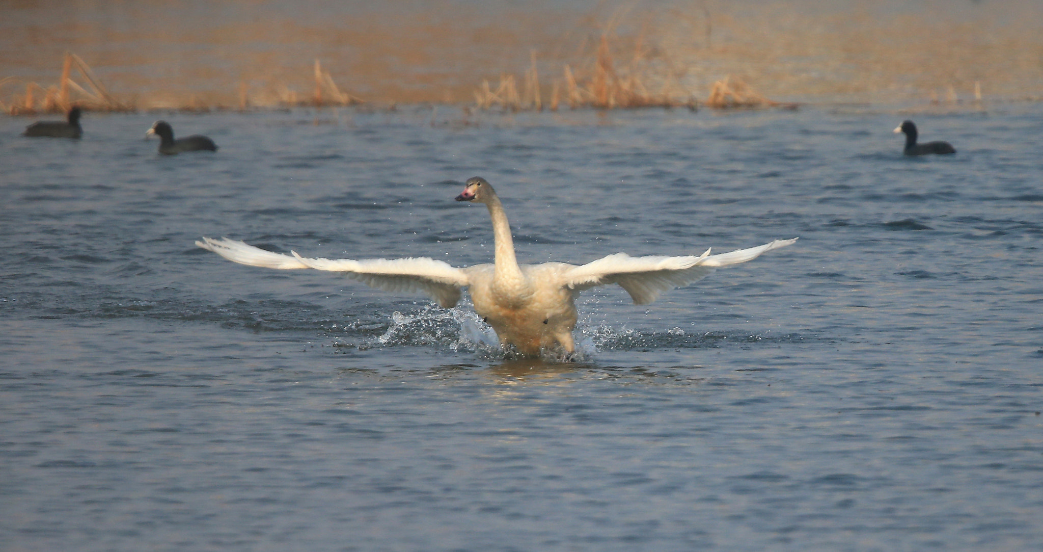 Canon EOS-1D X sample photo. 886 photography
