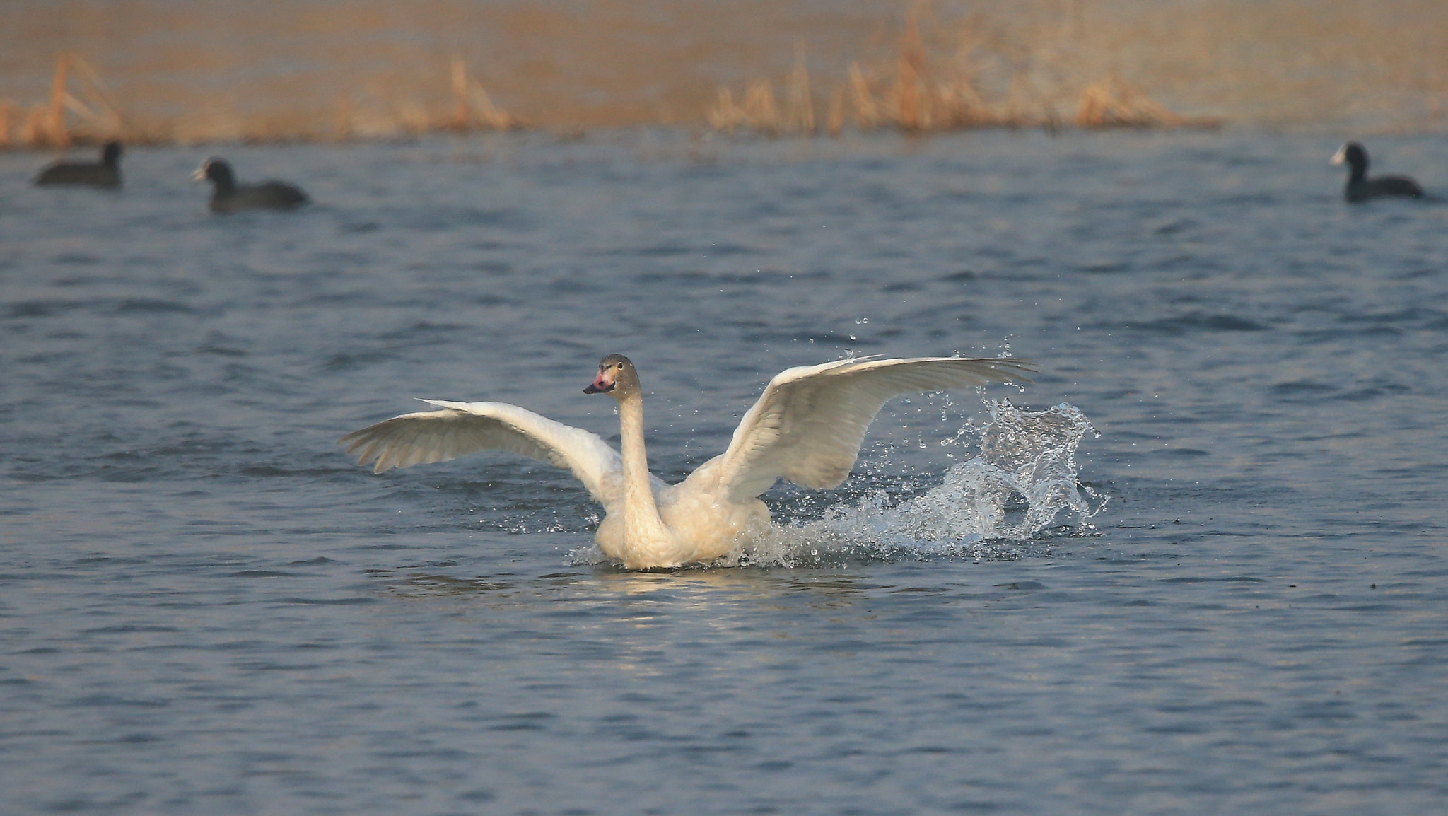 Canon EOS-1D X + Canon EF 600mm F4L IS II USM sample photo. 889 photography