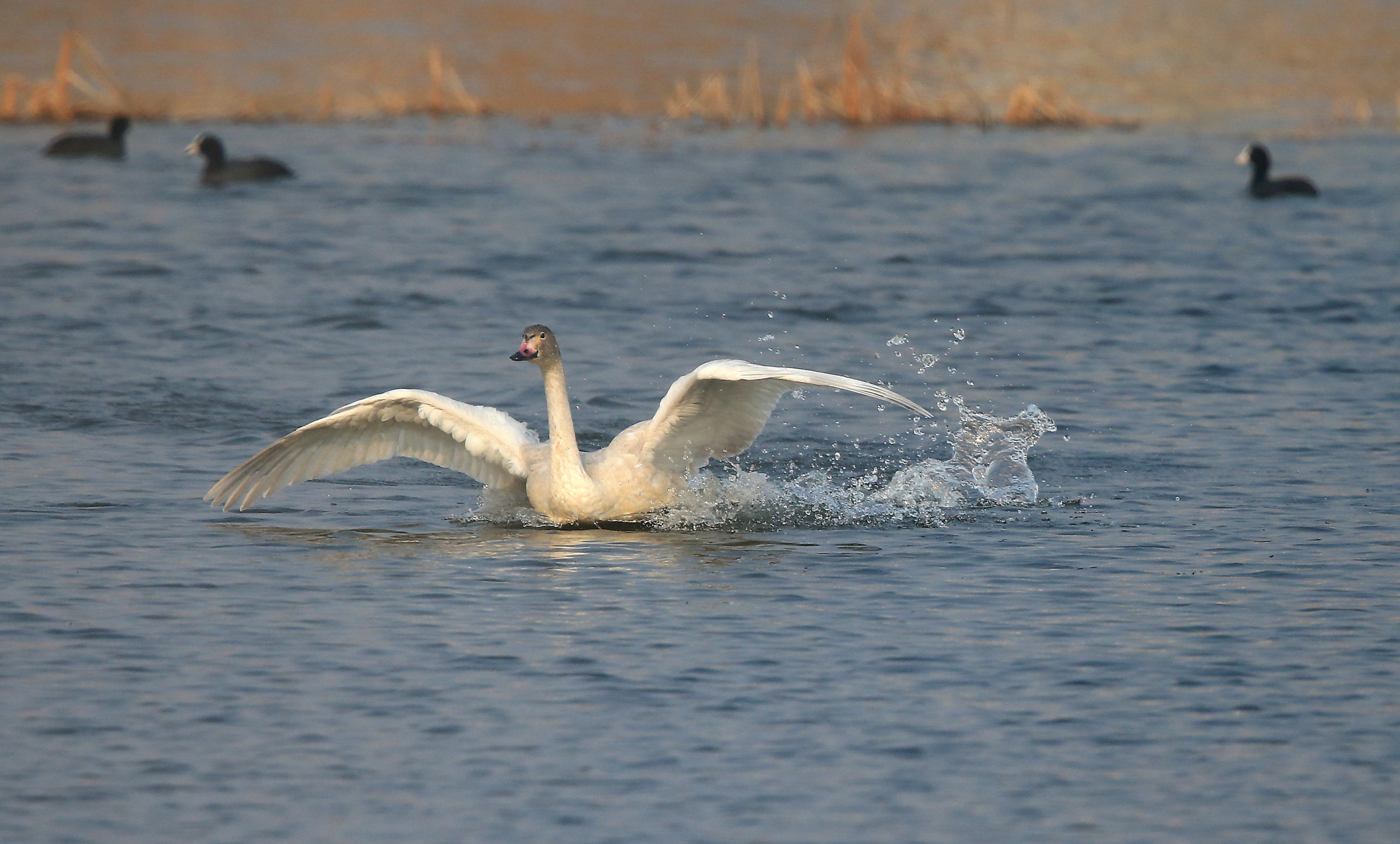 Canon EF 600mm F4L IS II USM sample photo. 890 photography