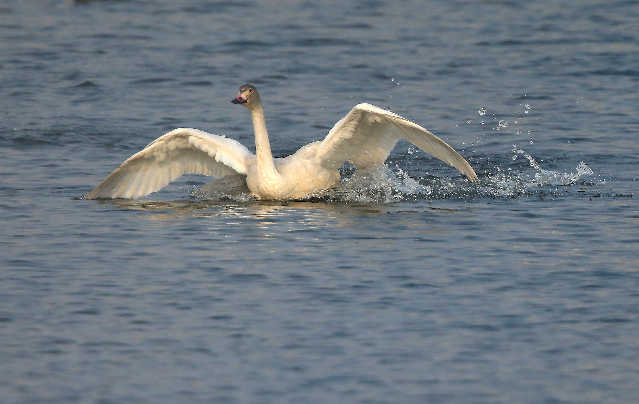 Canon EOS-1D X + Canon EF 600mm F4L IS II USM sample photo. 891 photography